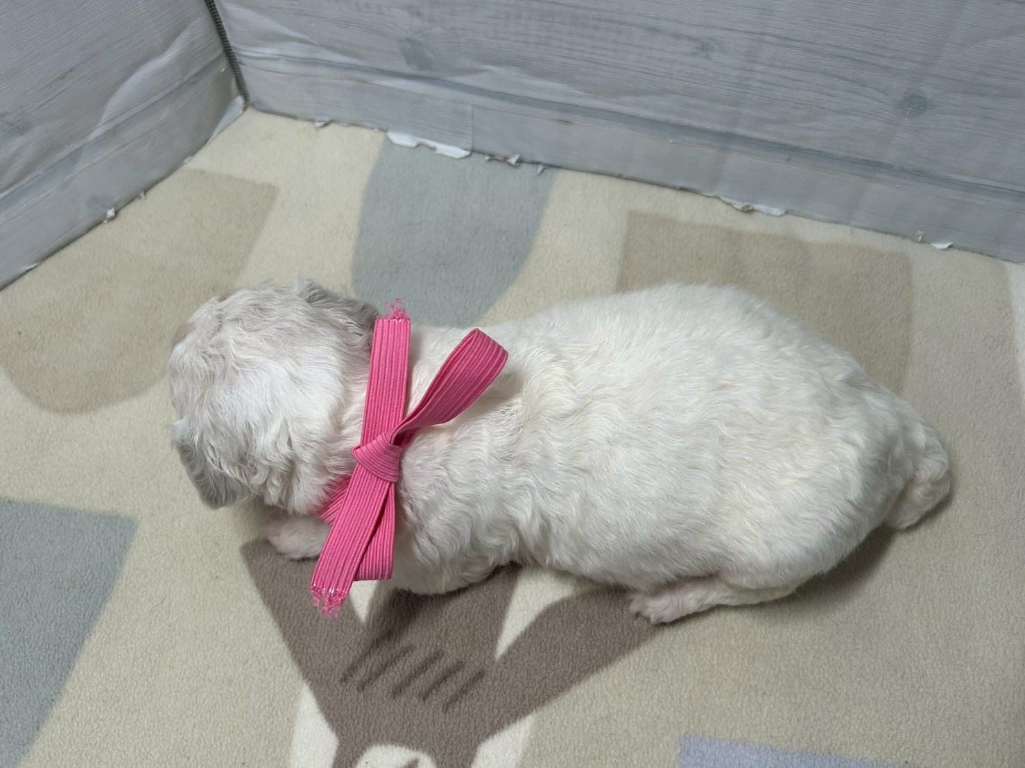 赤ちゃん写真2-3