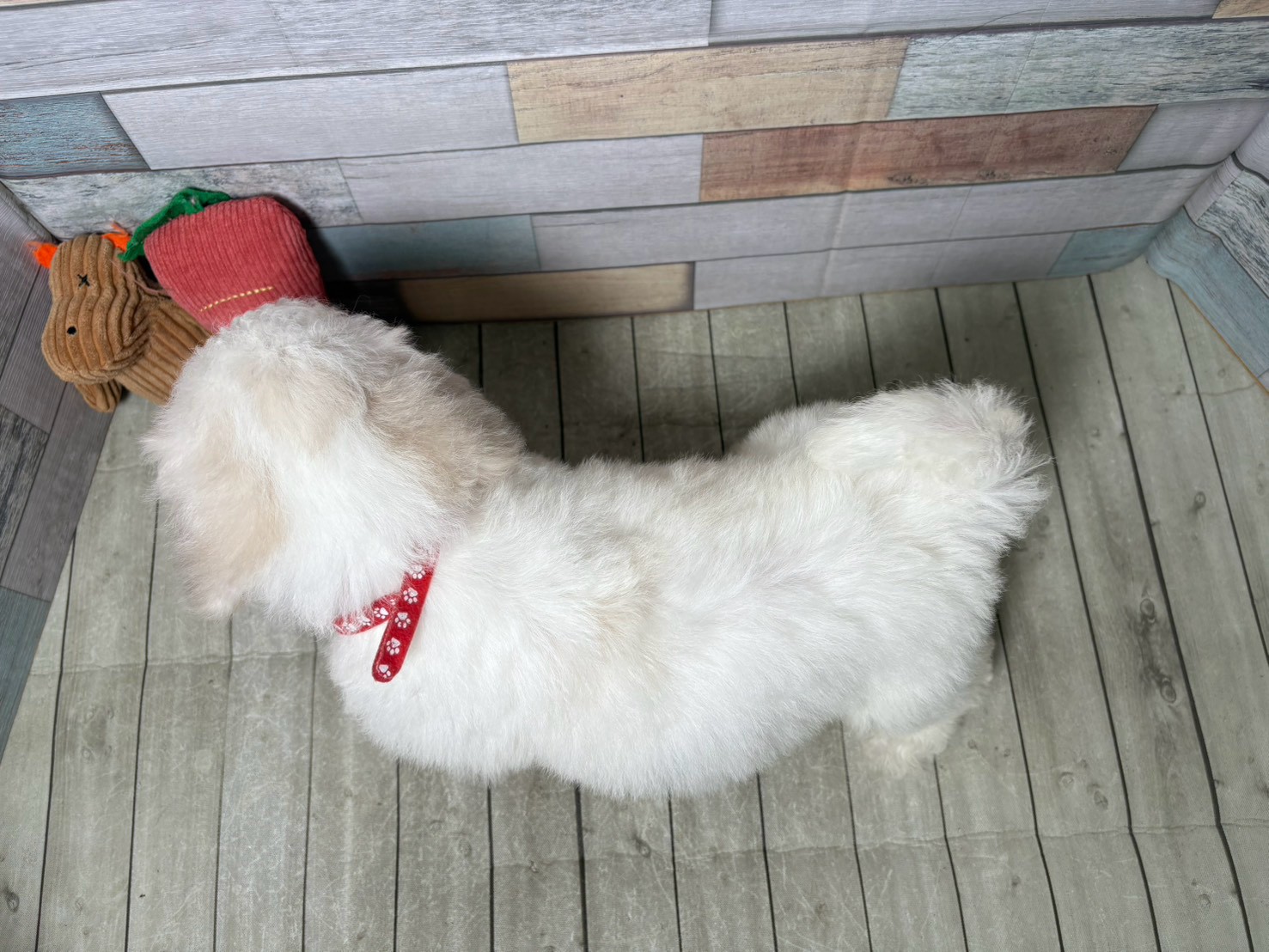 赤ちゃん写真3-3