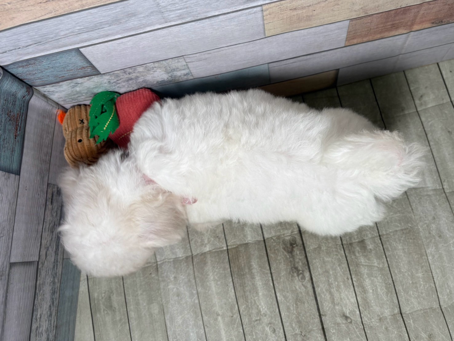 赤ちゃん写真3-3