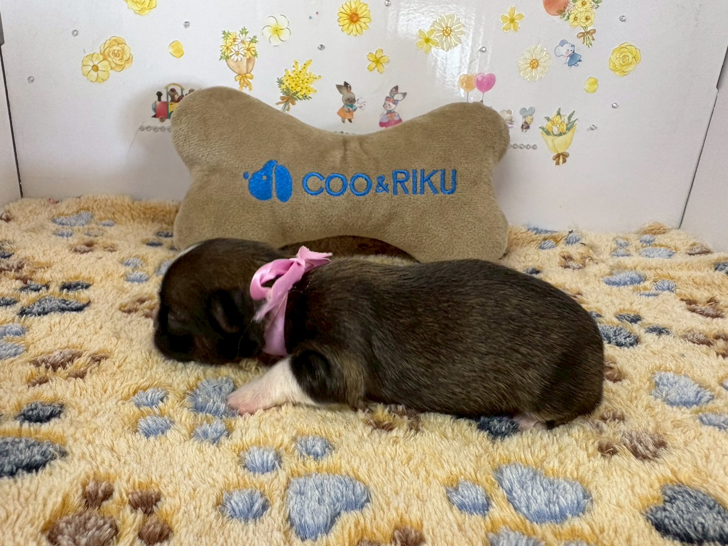 赤ちゃん写真1-2