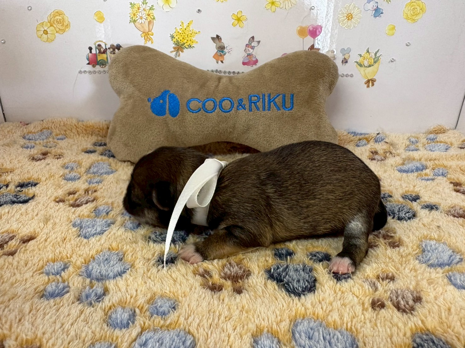 赤ちゃん写真1-2