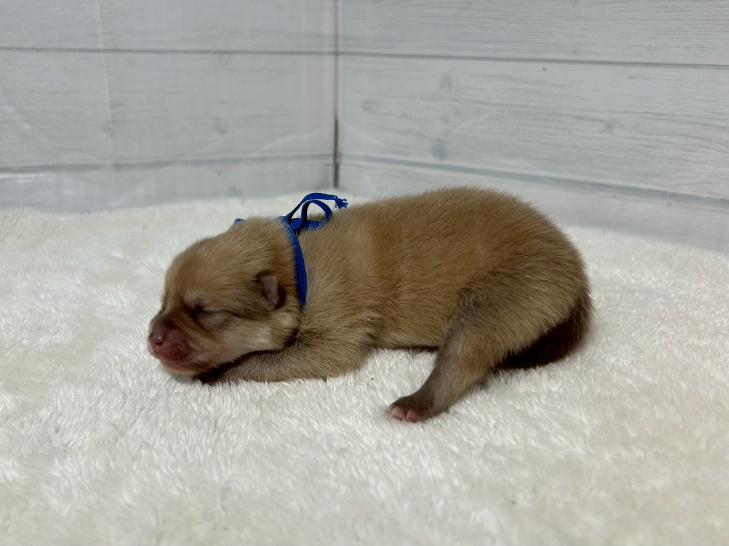 赤ちゃん写真1-2