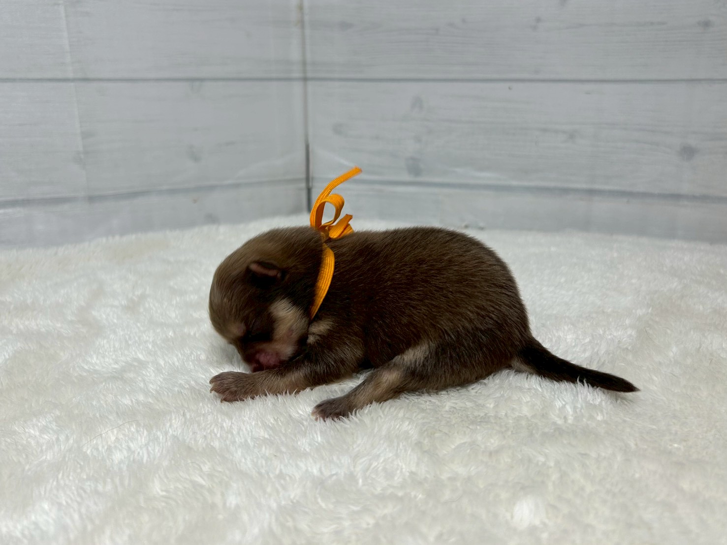 赤ちゃん写真1-2