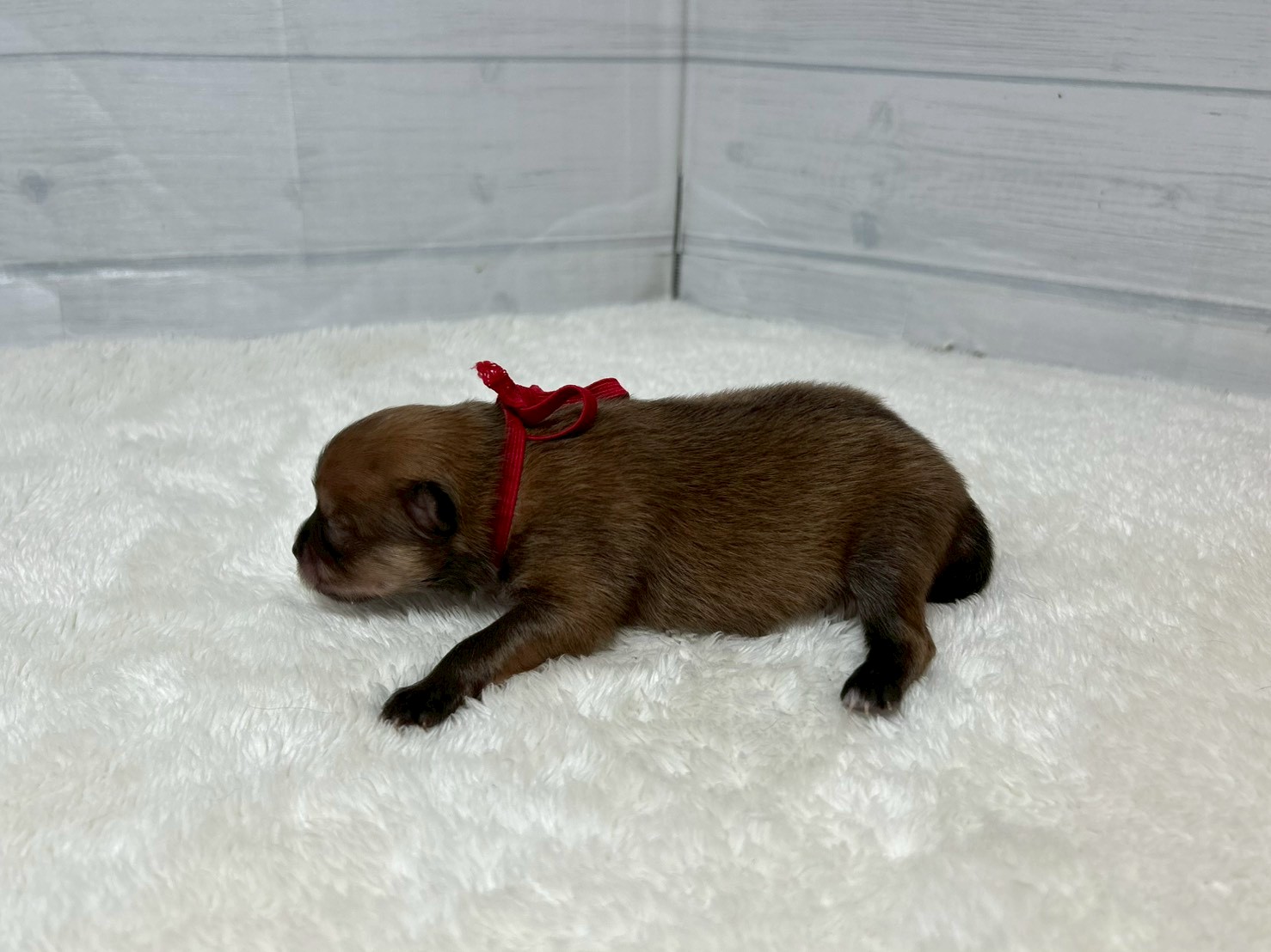 赤ちゃん写真1-2