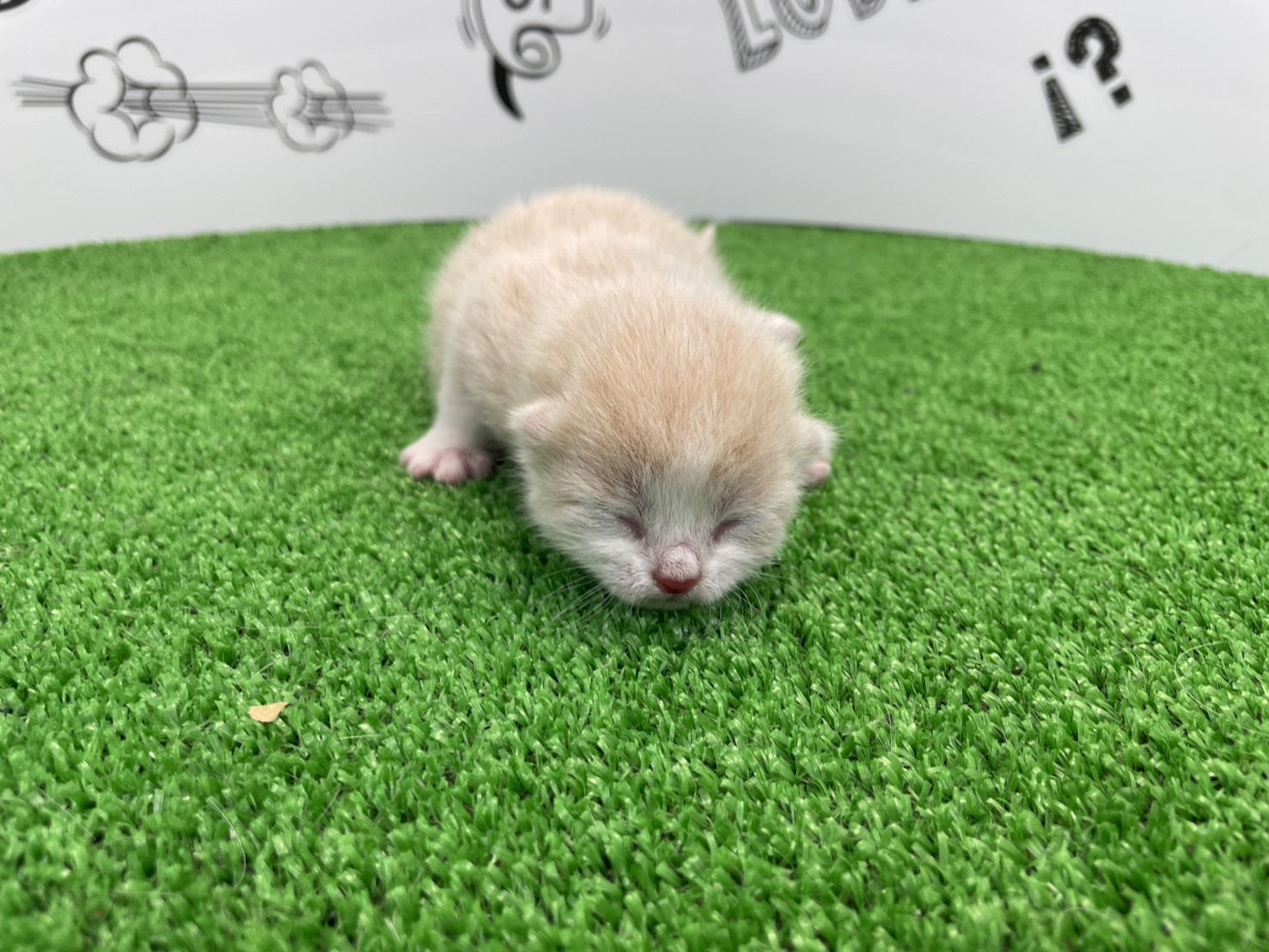 赤ちゃん写真1-1