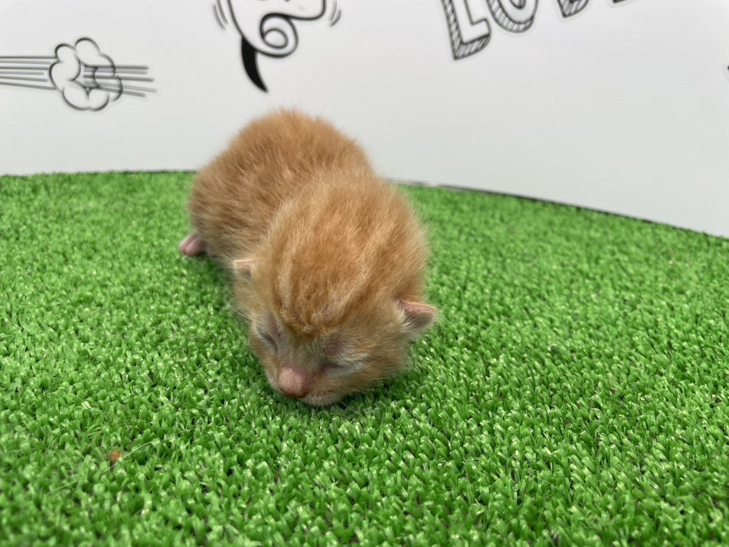 赤ちゃん写真1-1