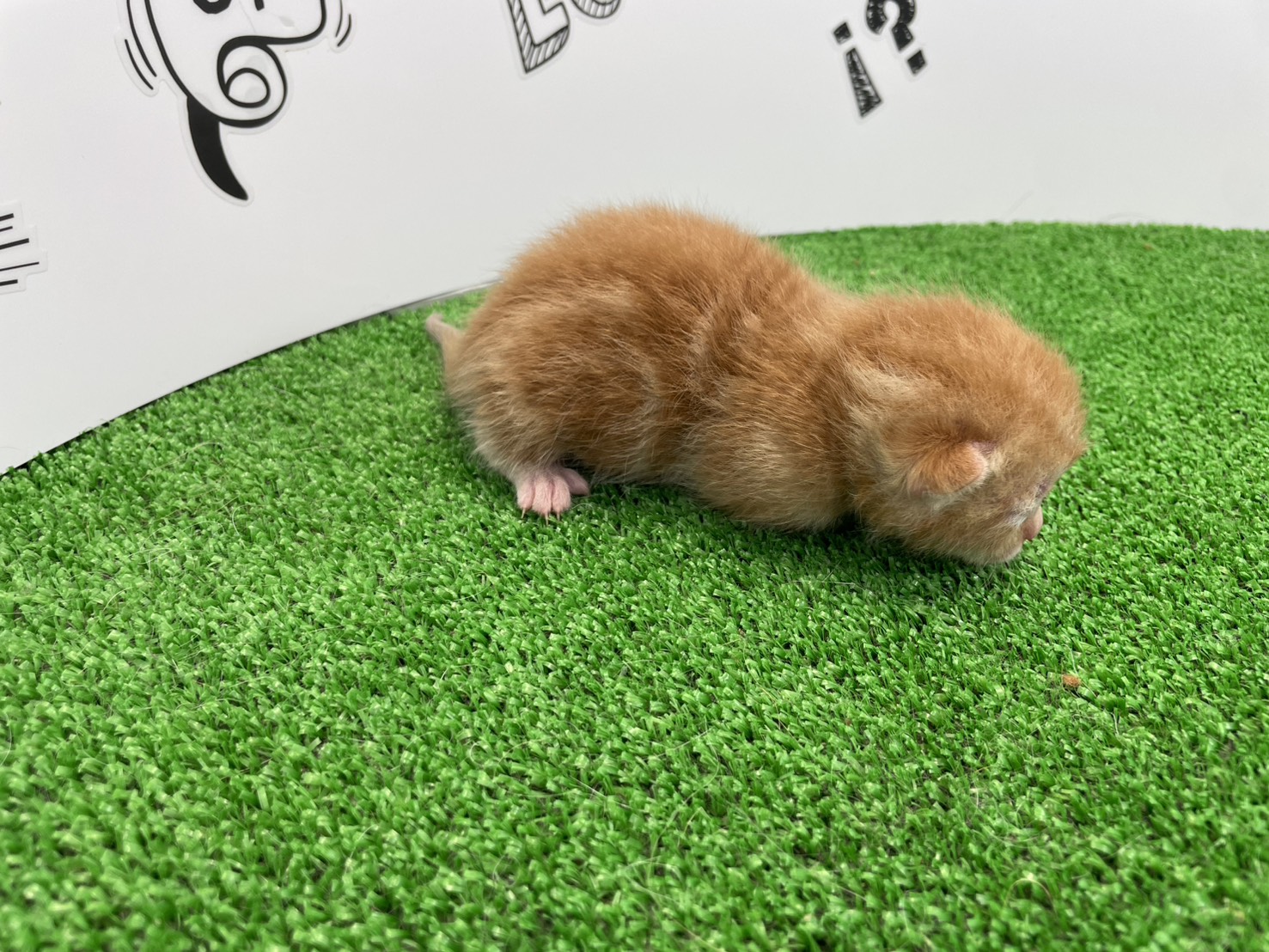 赤ちゃん写真1-2