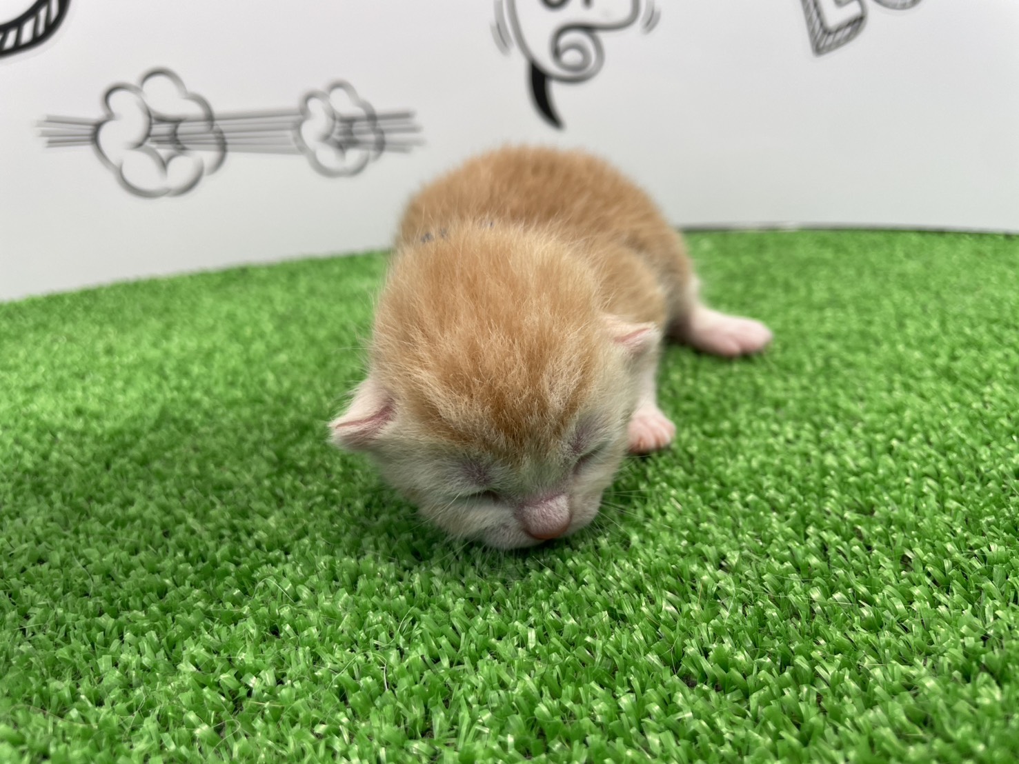 赤ちゃん写真1-1