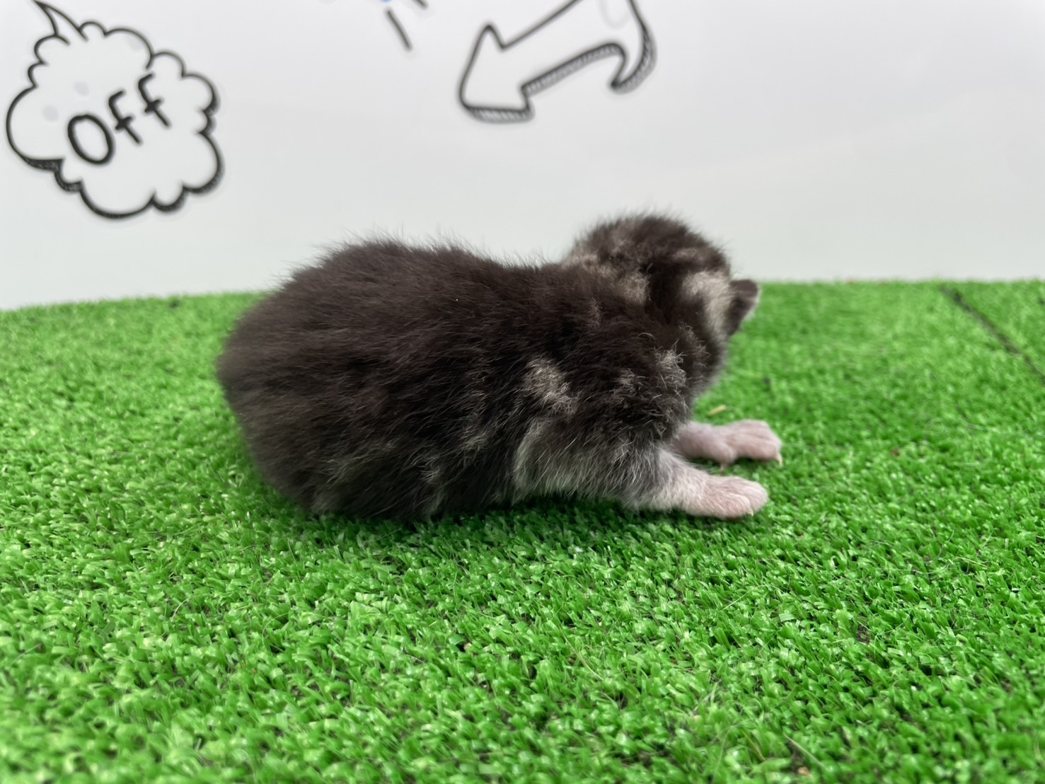 赤ちゃん写真1-2