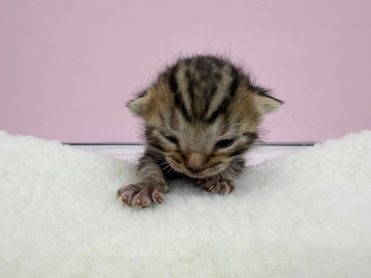 赤ちゃん写真1-1