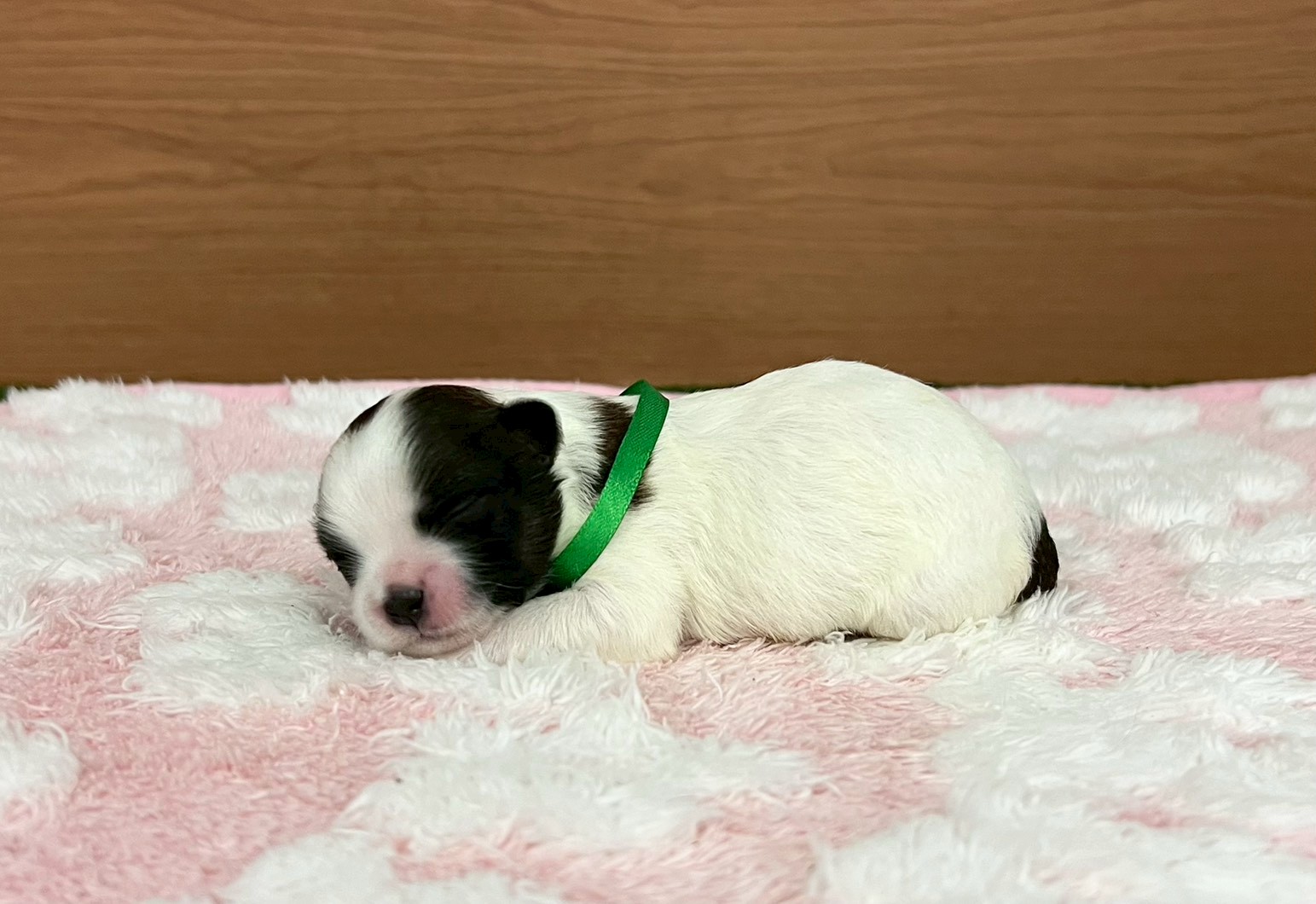 赤ちゃん写真1-2