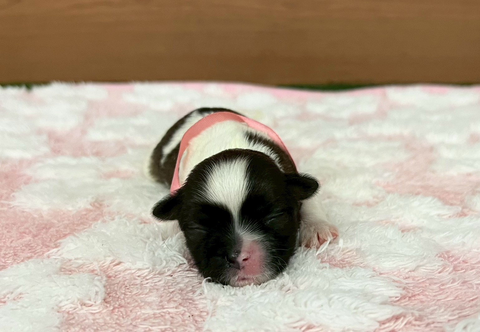 赤ちゃん写真1-1
