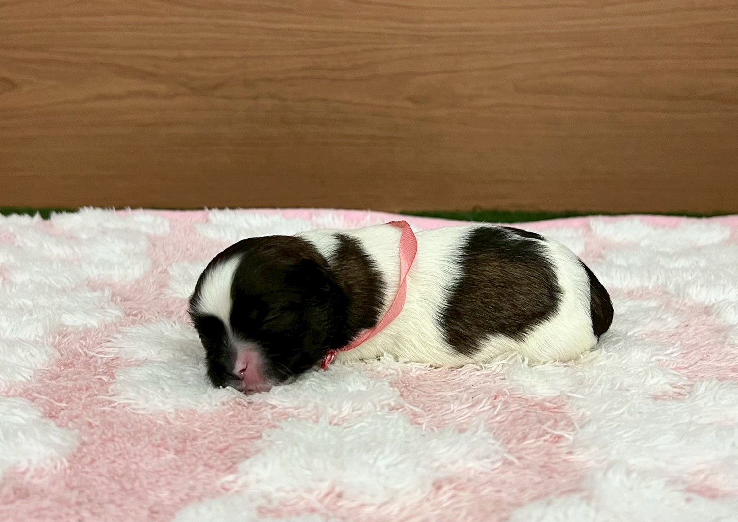 赤ちゃん写真1-2
