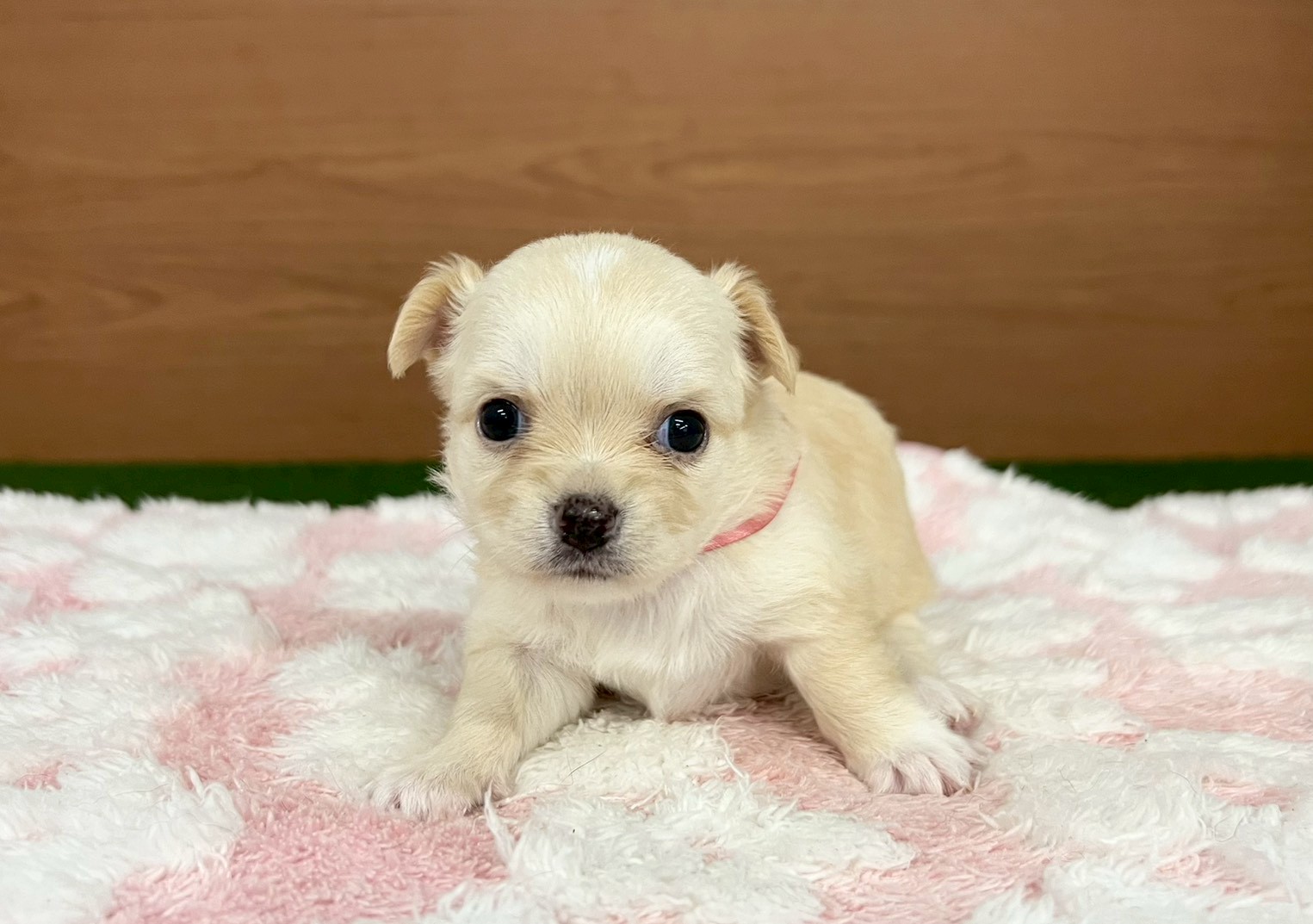 赤ちゃん写真2-1
