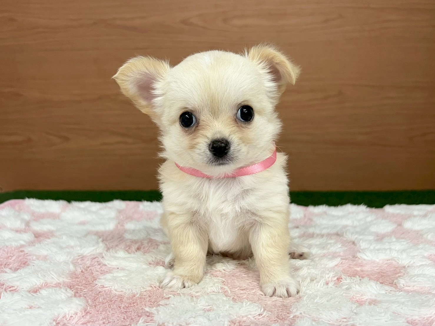 赤ちゃん写真3-1