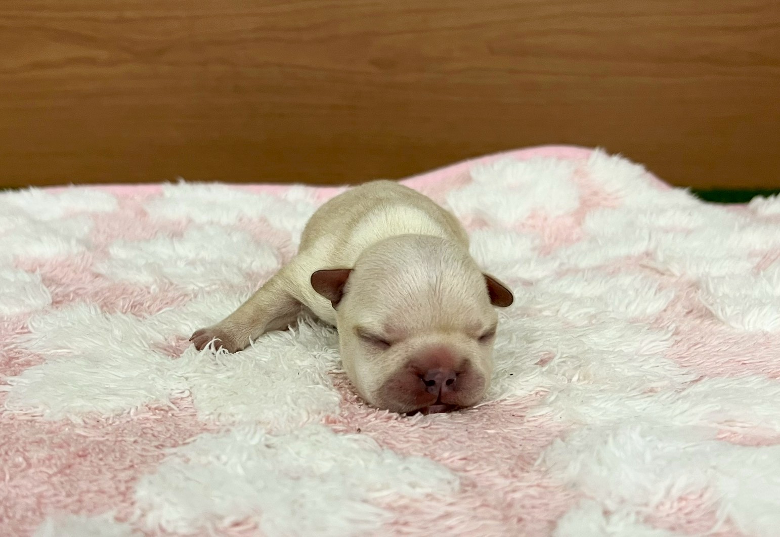 赤ちゃん写真1-1