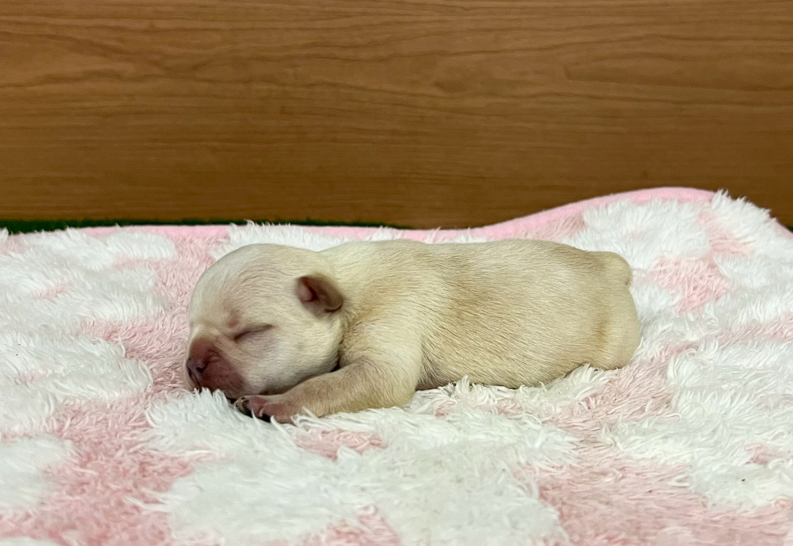 赤ちゃん写真1-2