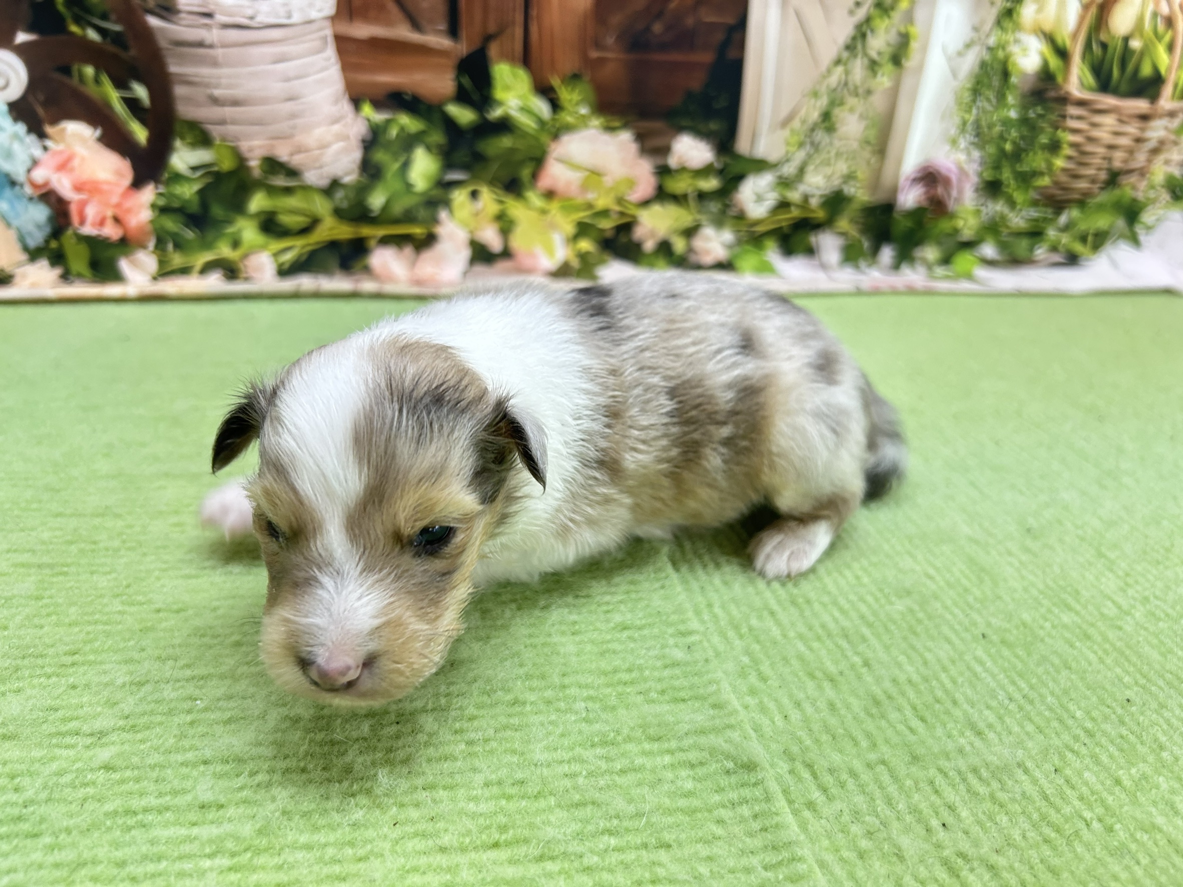 赤ちゃん写真1-2