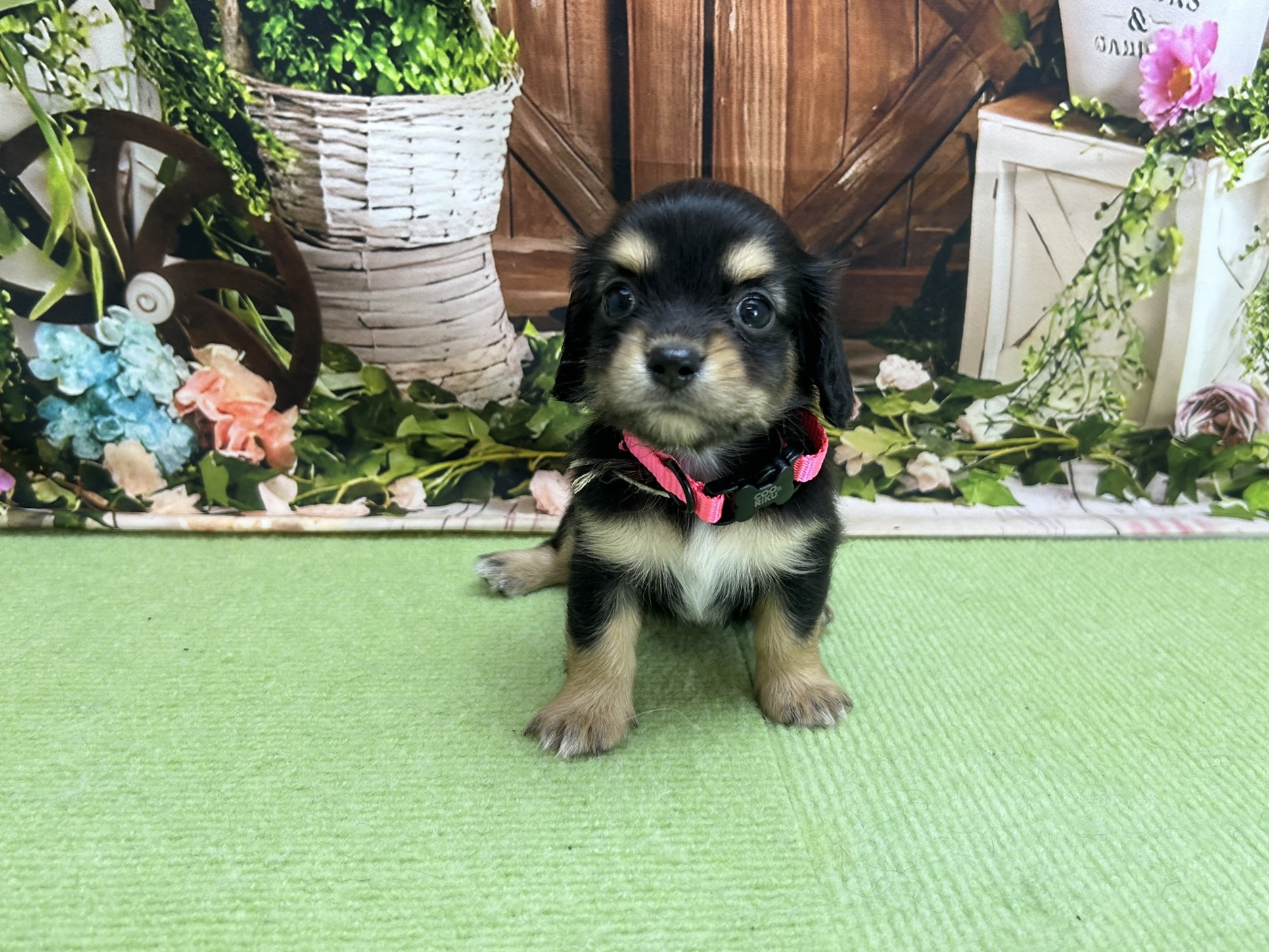 赤ちゃん写真2-1
