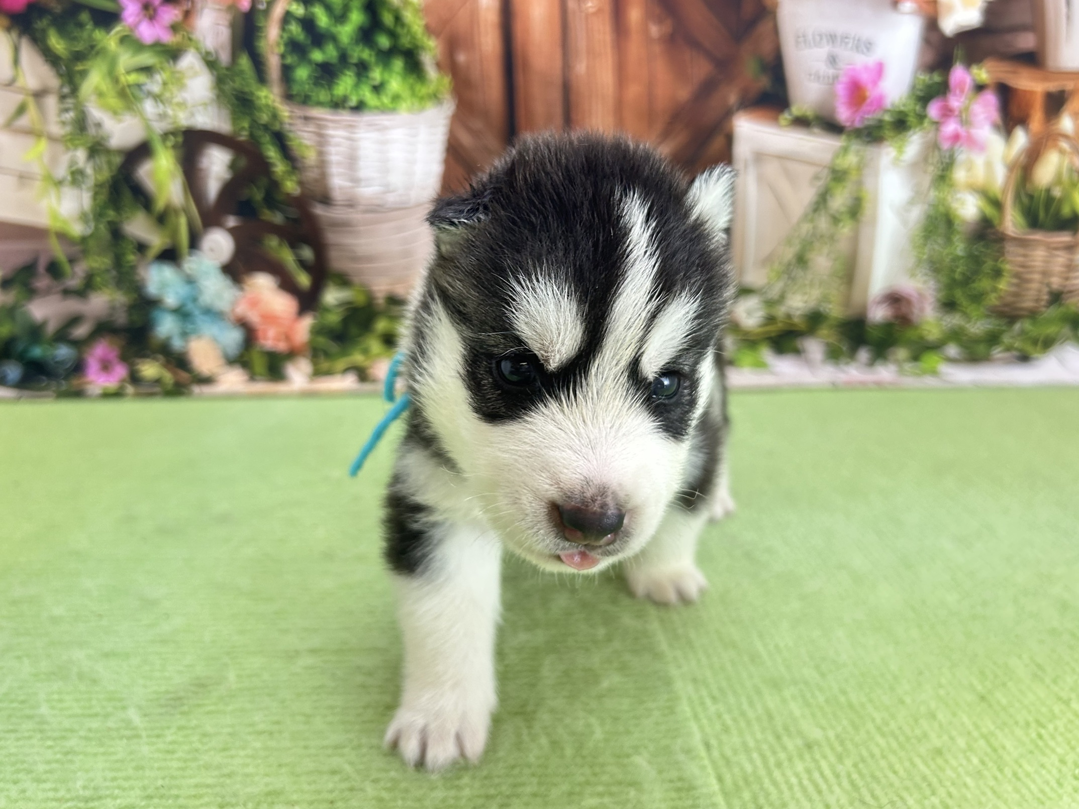 赤ちゃん写真1-1