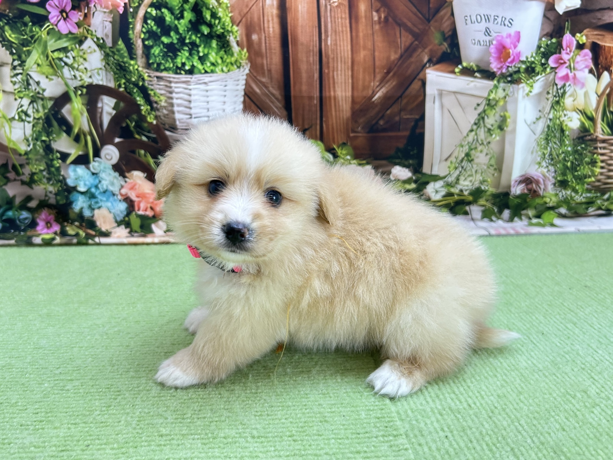 赤ちゃん写真2-2