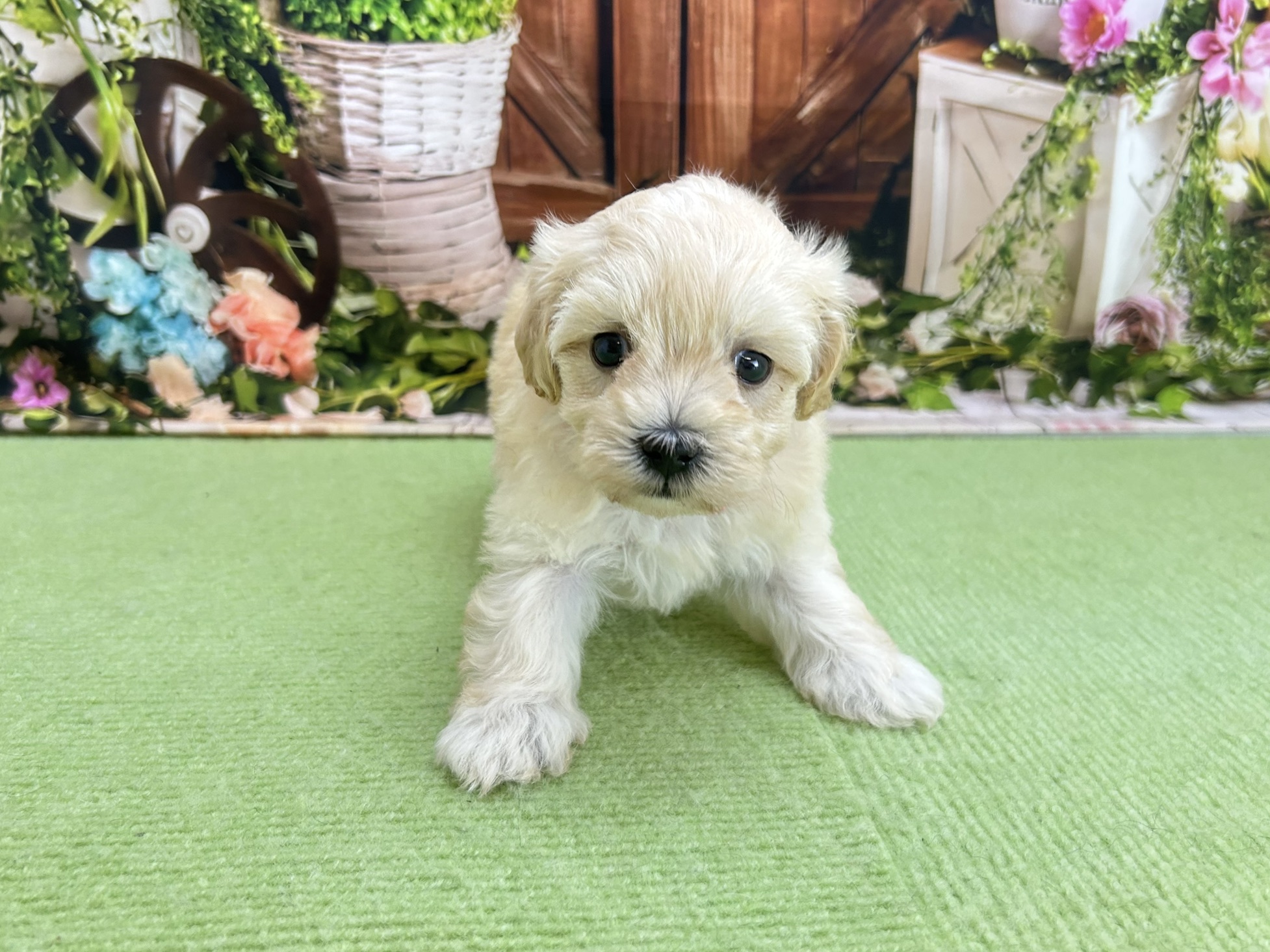 赤ちゃん写真2-1