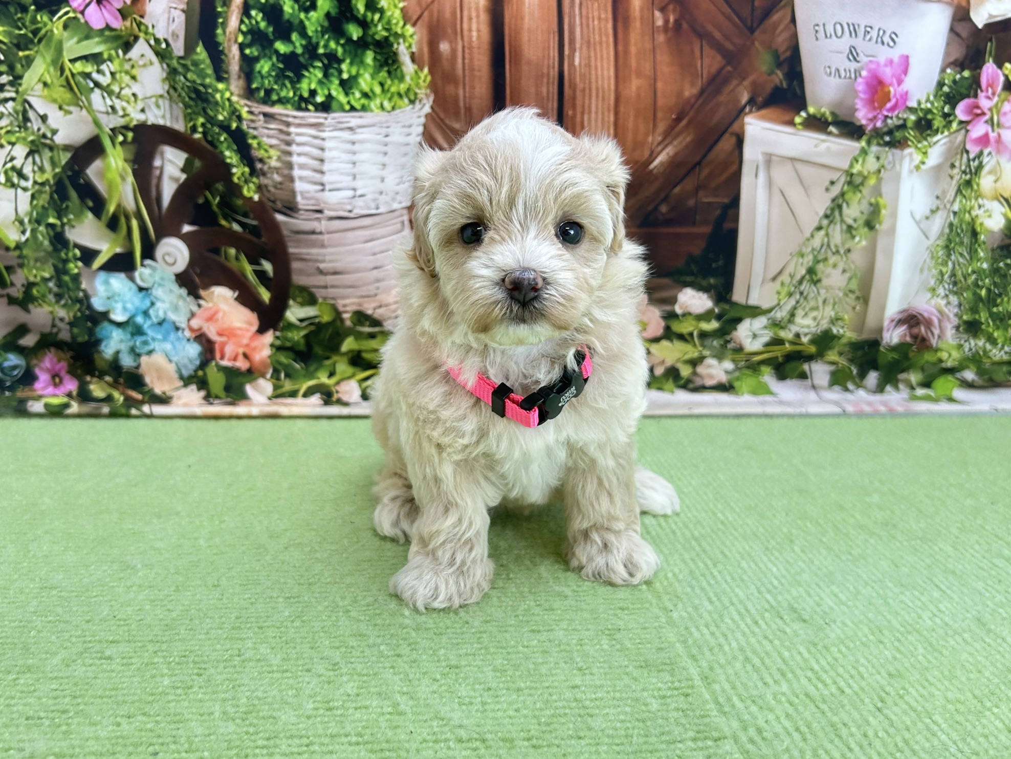 赤ちゃん写真2-1