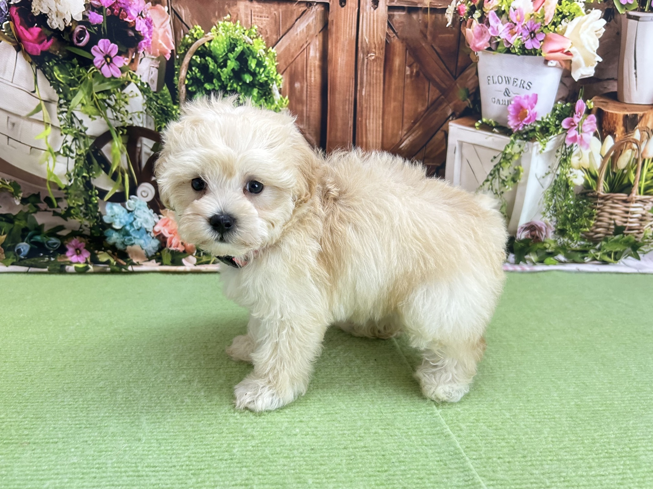 赤ちゃん写真3-2