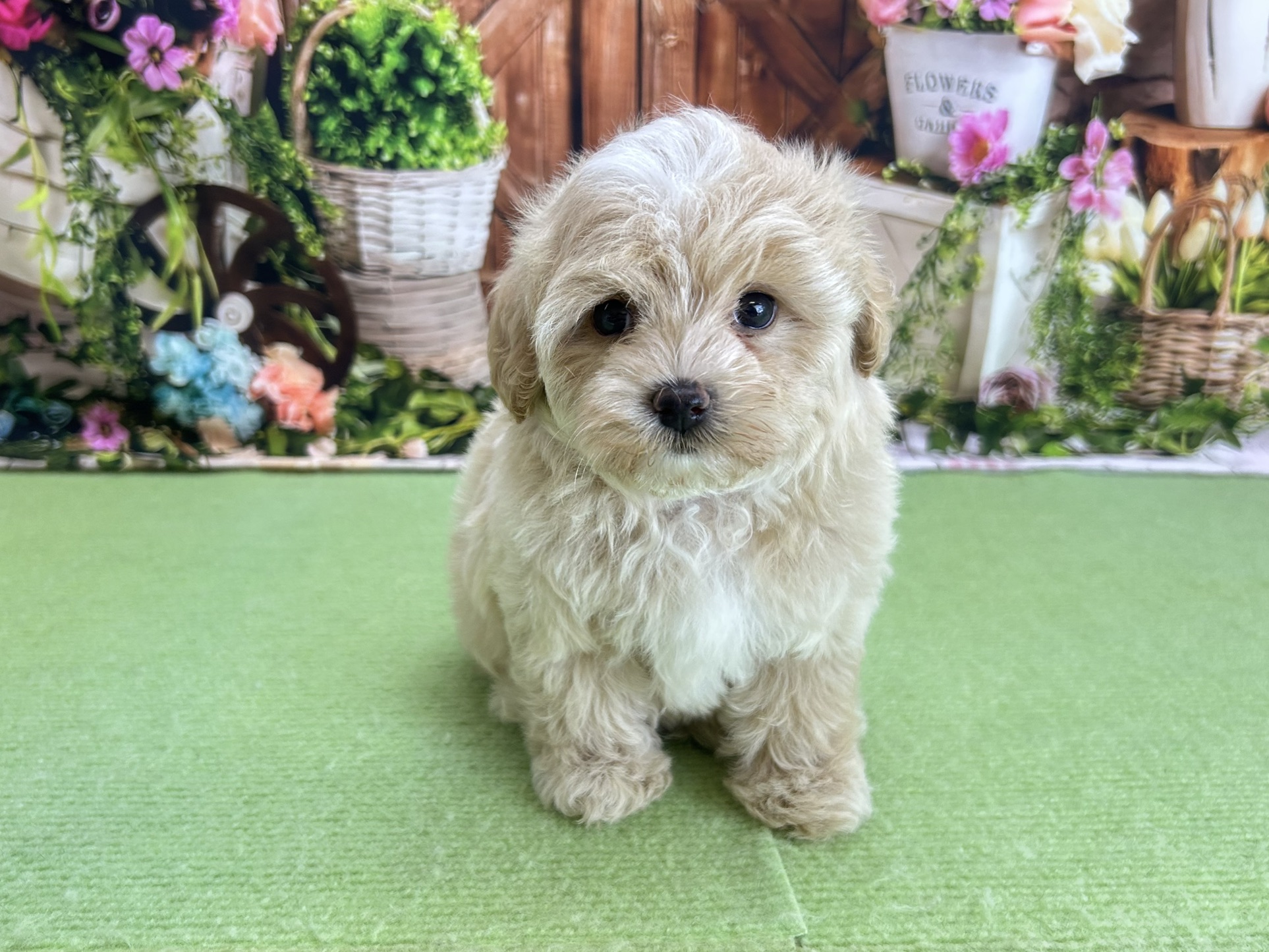 赤ちゃん写真3-1