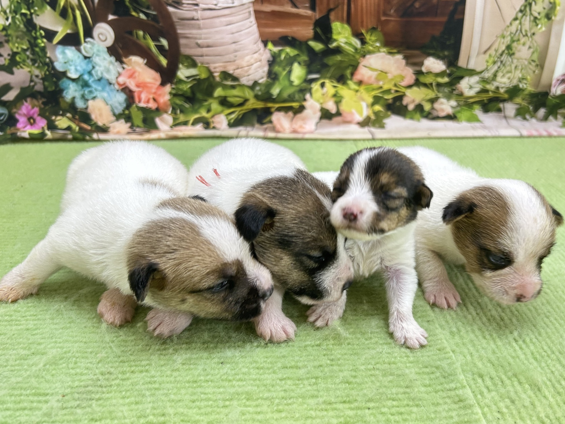 赤ちゃん写真1-3