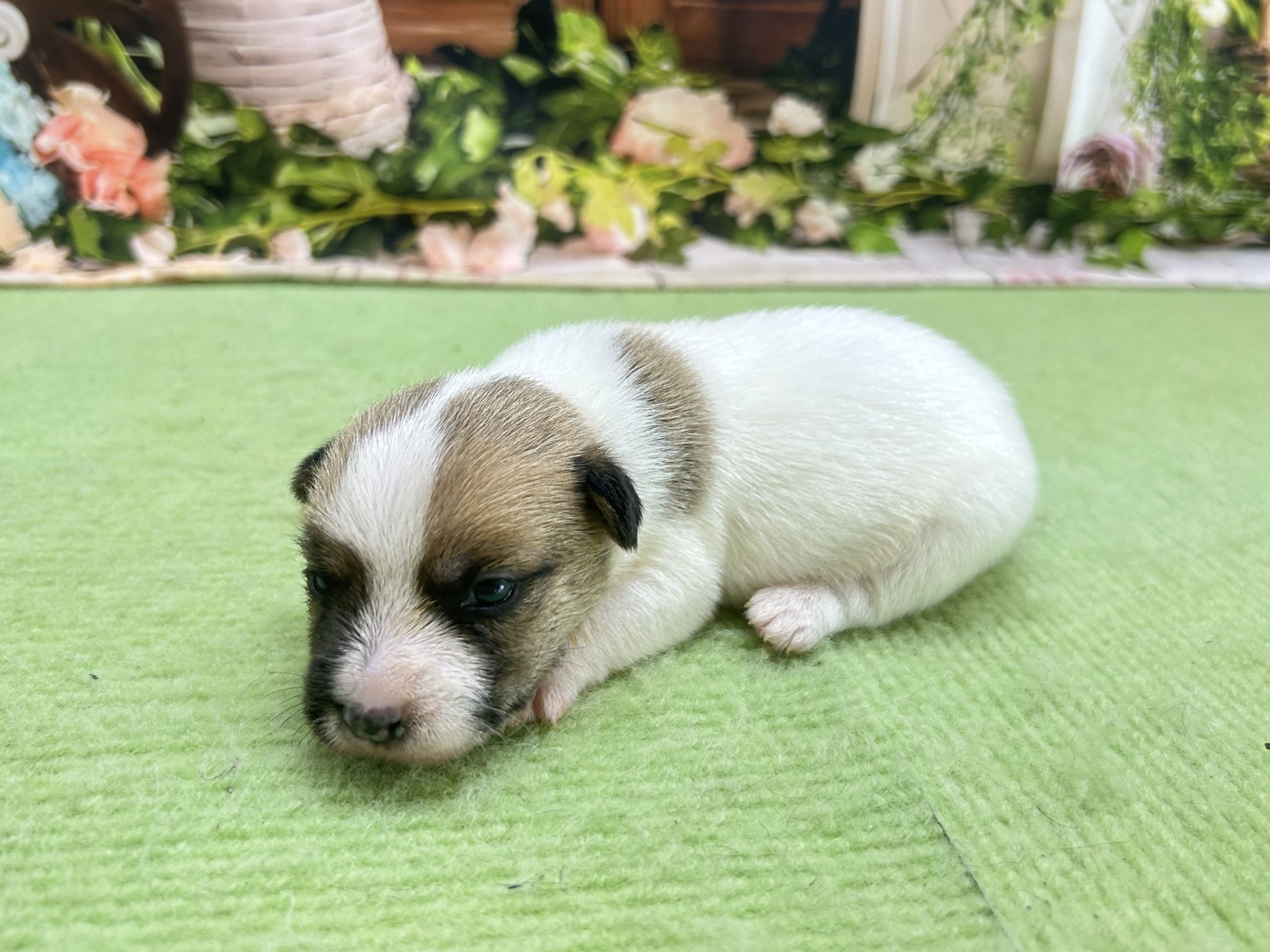 赤ちゃん写真1-2