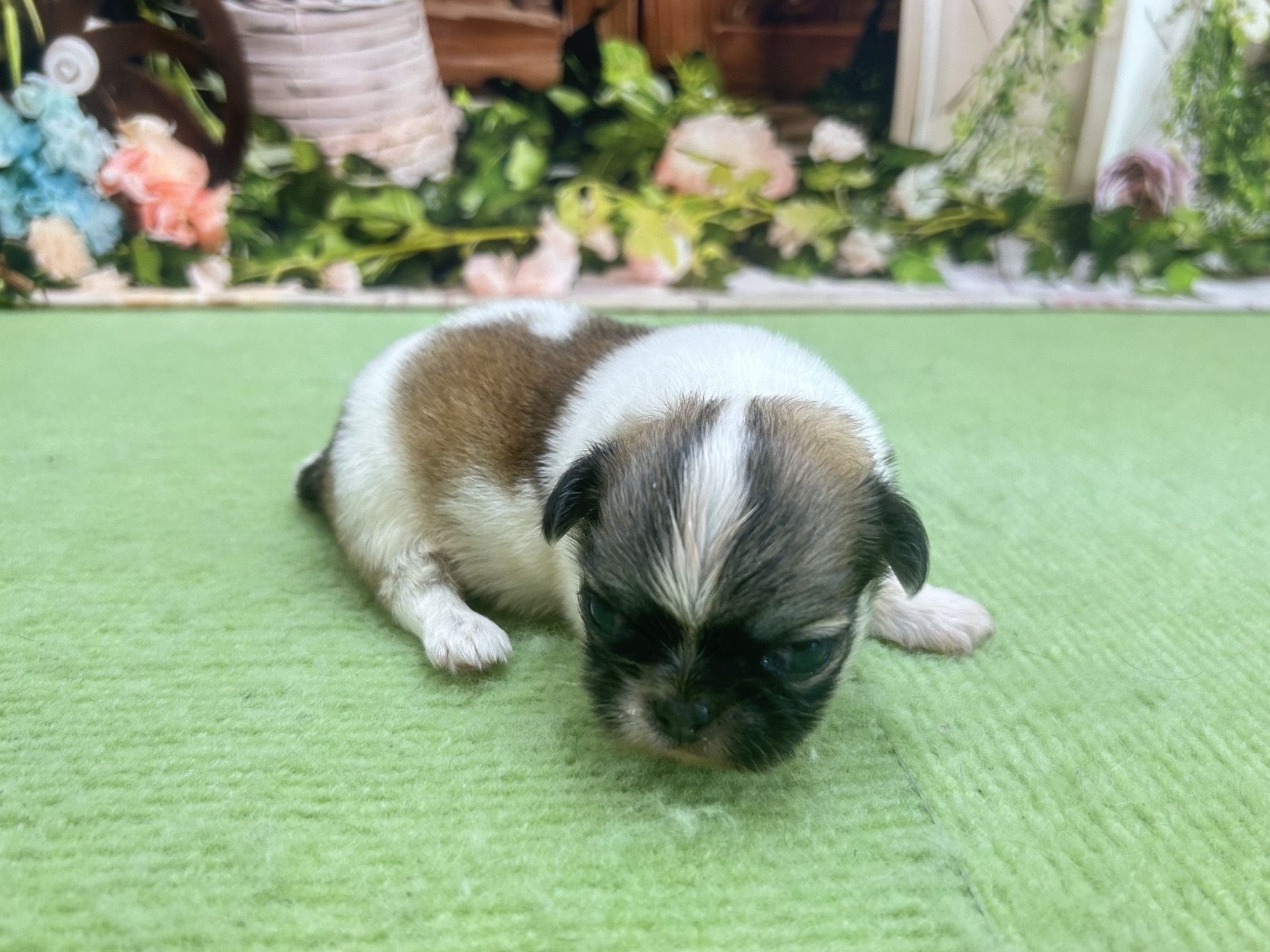 赤ちゃん写真1-2