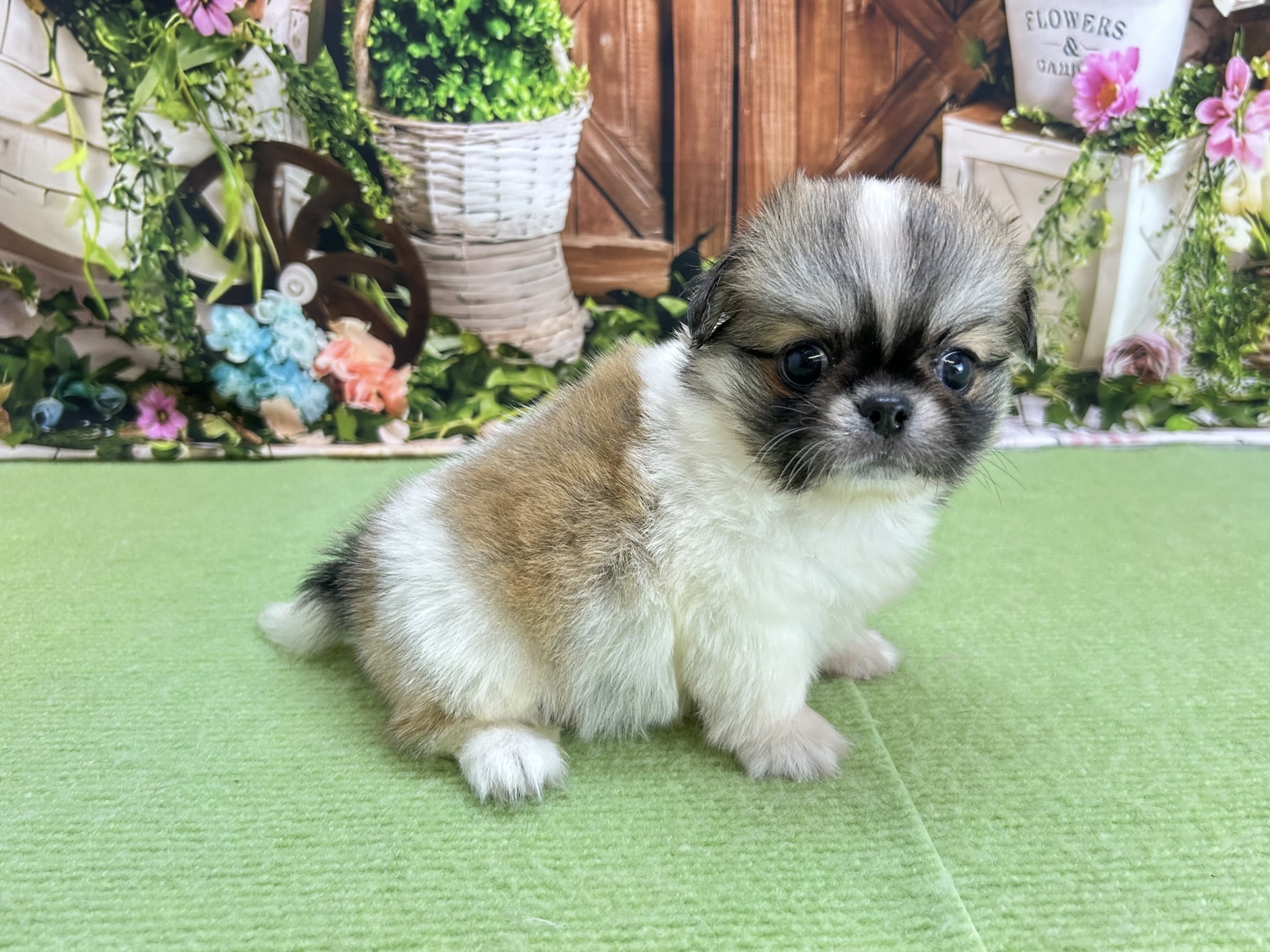 赤ちゃん写真3-2