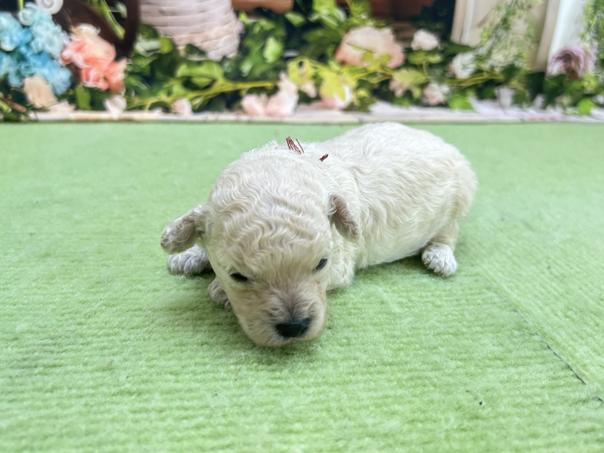 赤ちゃん写真1-2