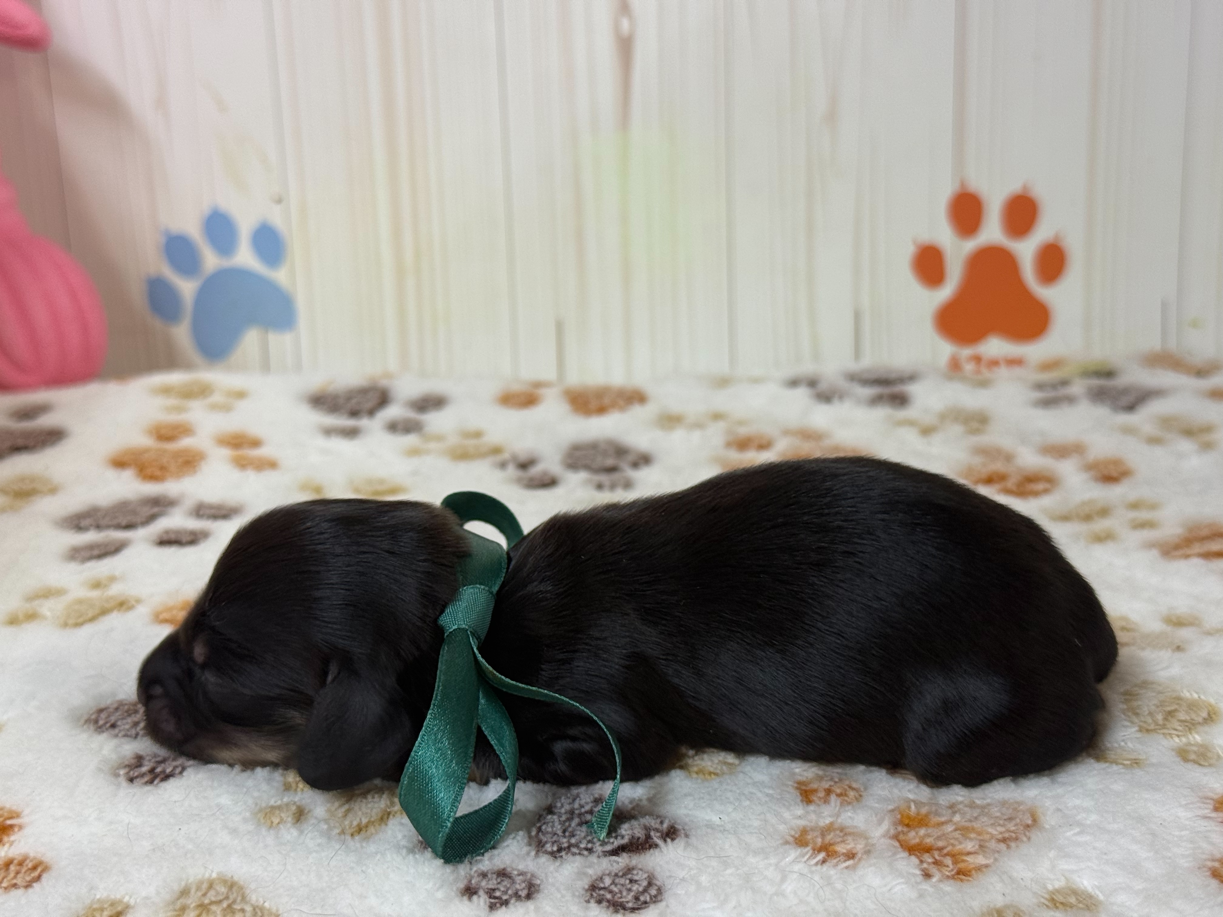 赤ちゃん写真1-2