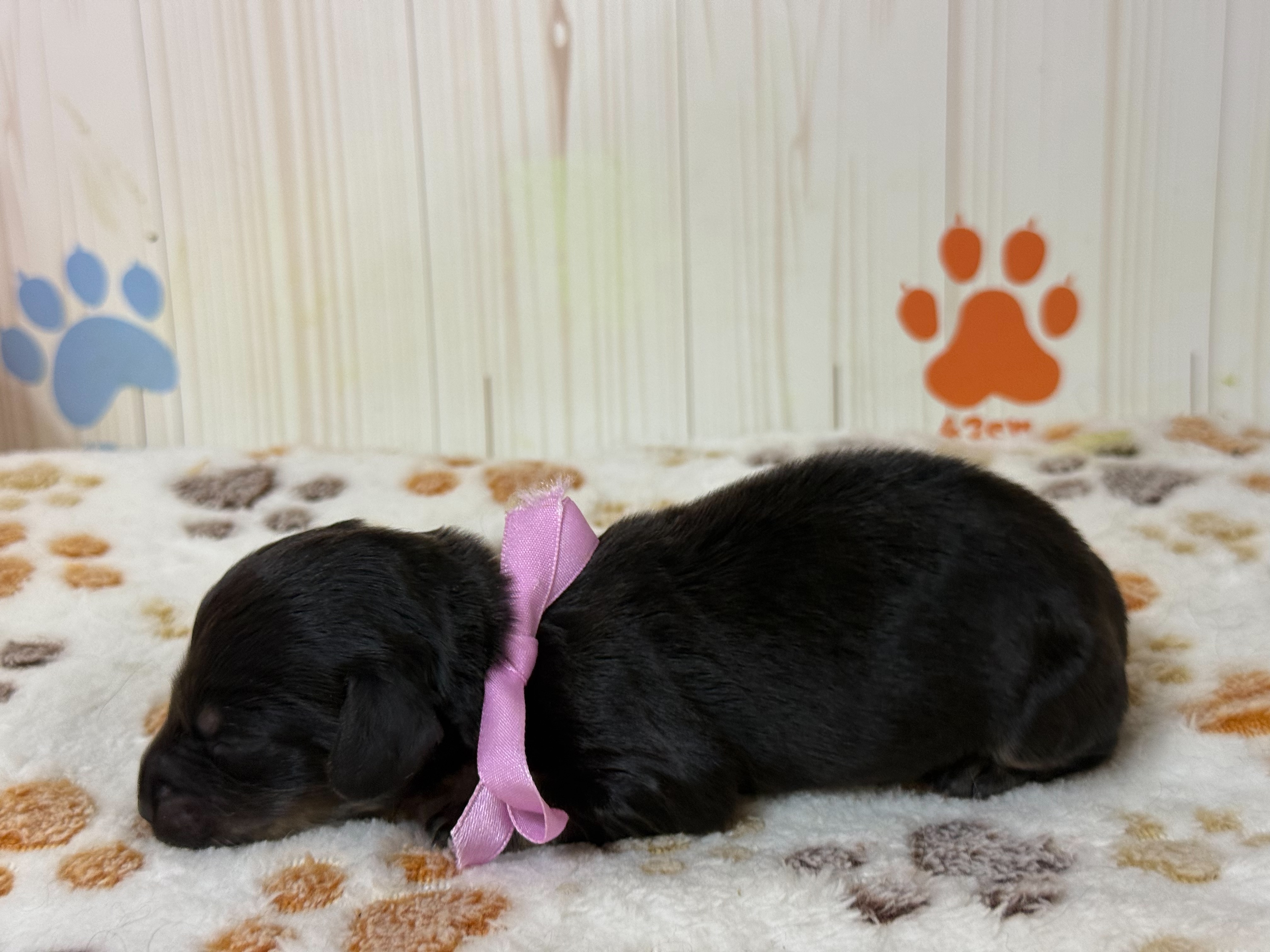 赤ちゃん写真1-2