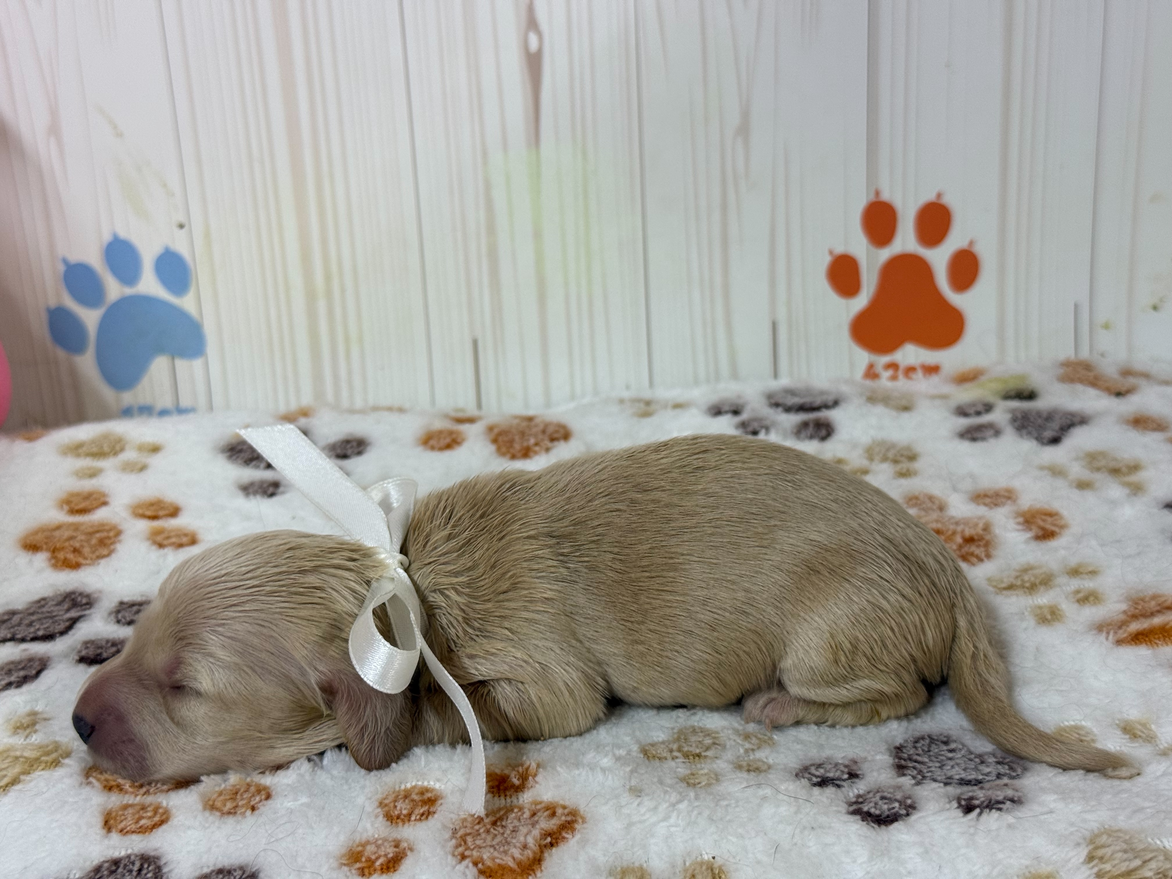赤ちゃん写真1-2