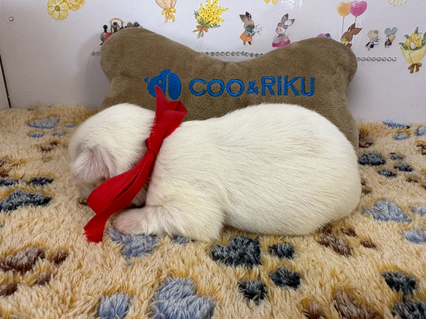 赤ちゃん写真1-2