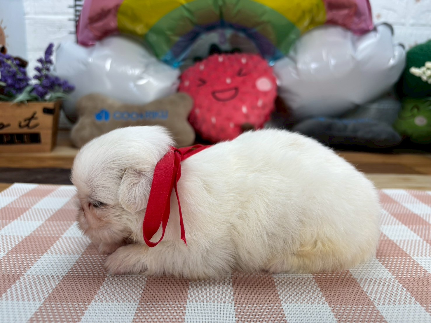 赤ちゃん写真2-2