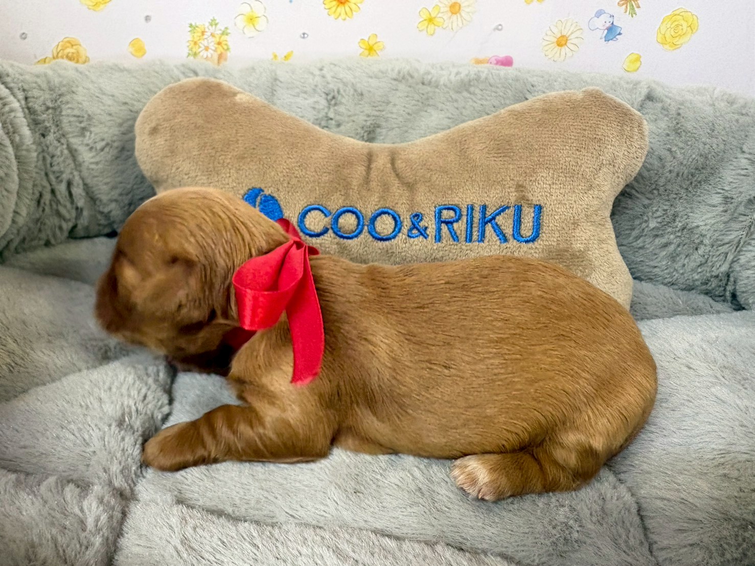 赤ちゃん写真1-2