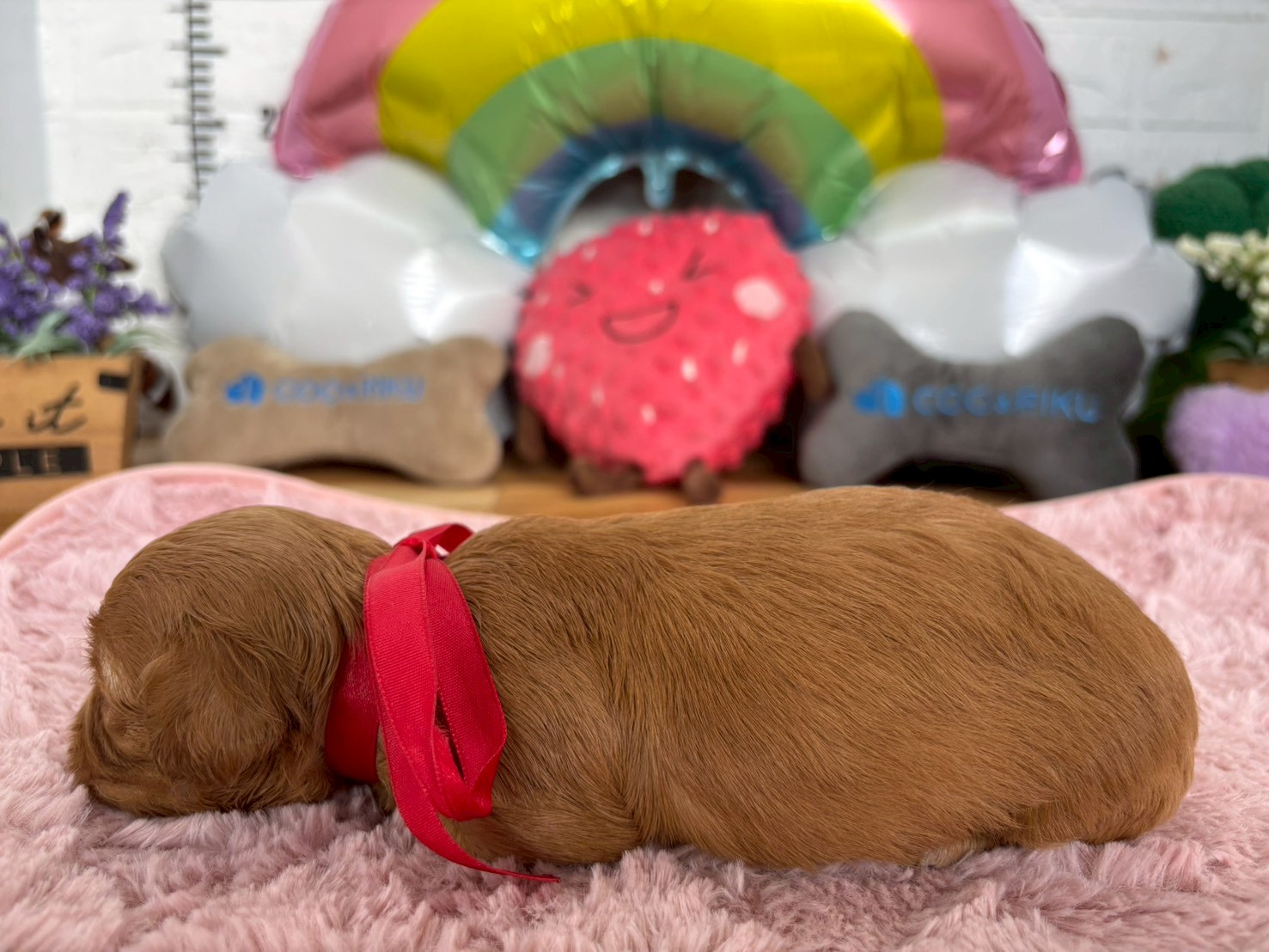 赤ちゃん写真2-2