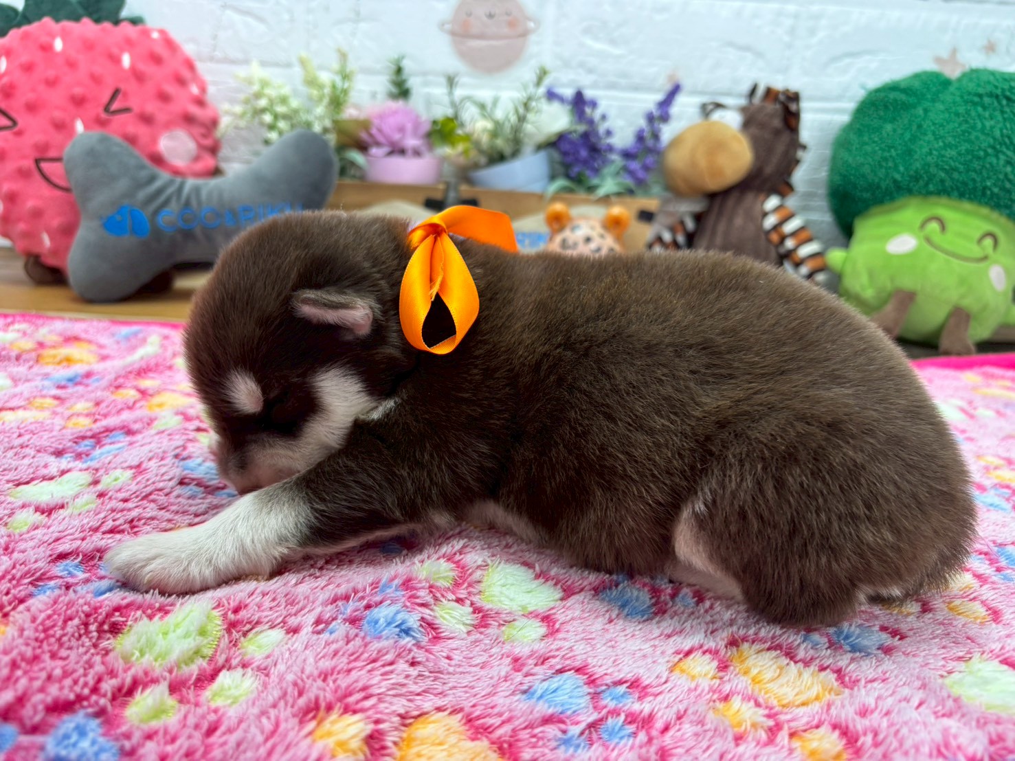 赤ちゃん写真1-2