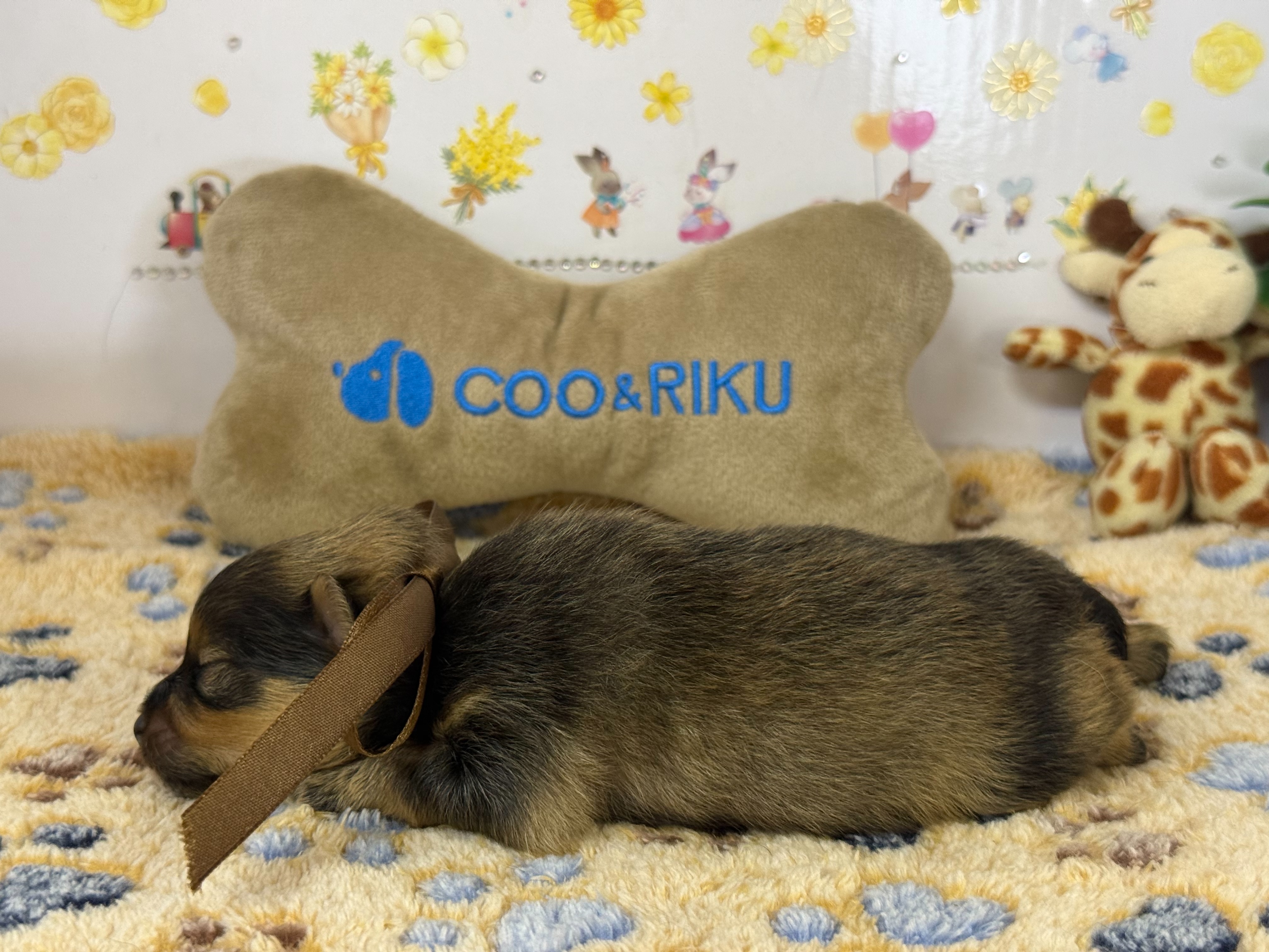赤ちゃん写真1-2