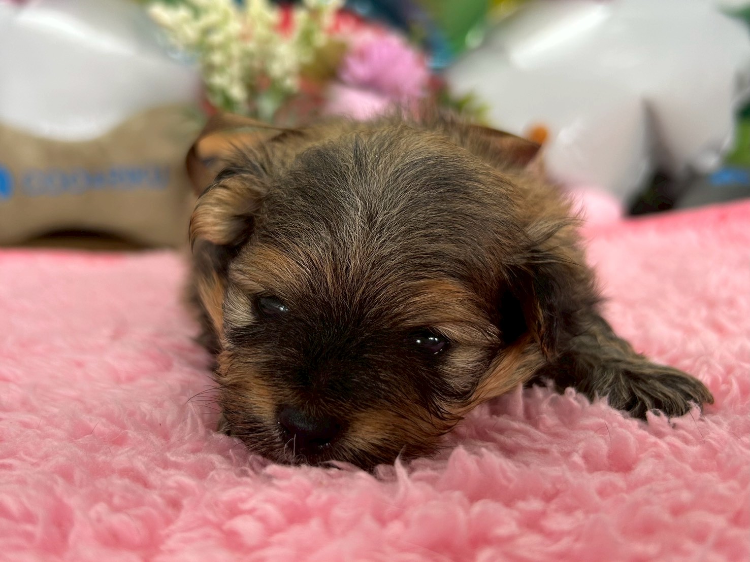 赤ちゃん写真2-1