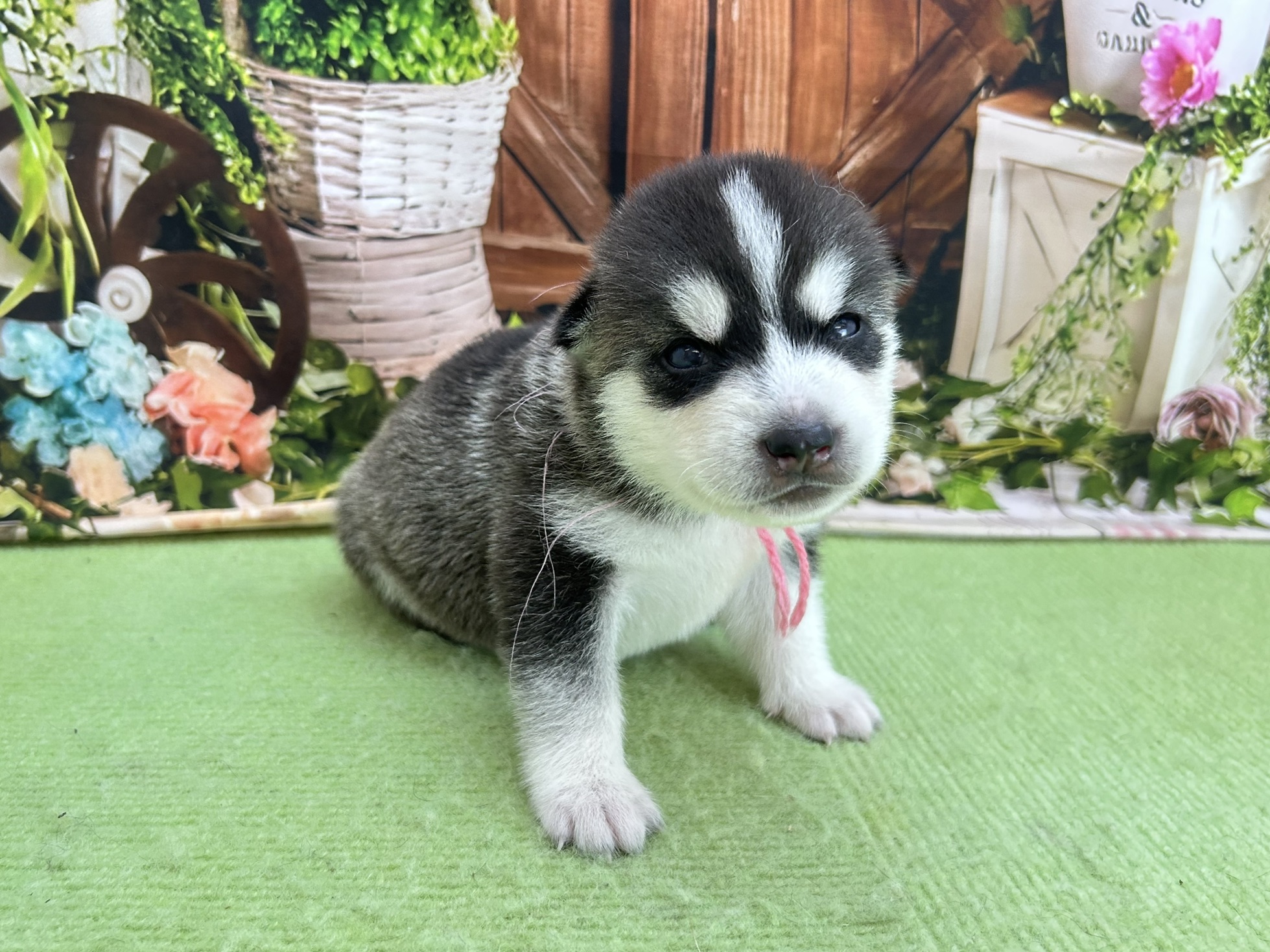 赤ちゃん写真1-2