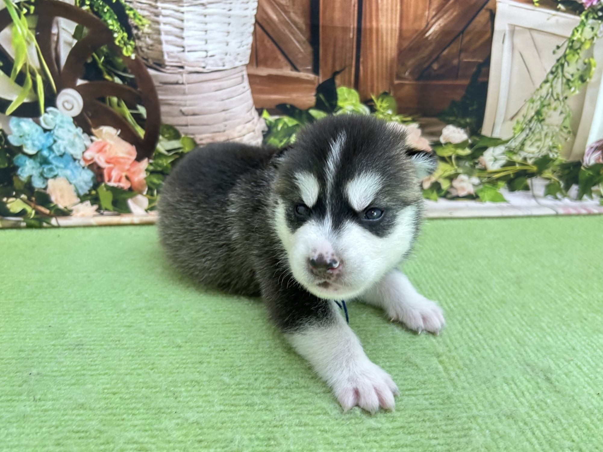 赤ちゃん写真1-1