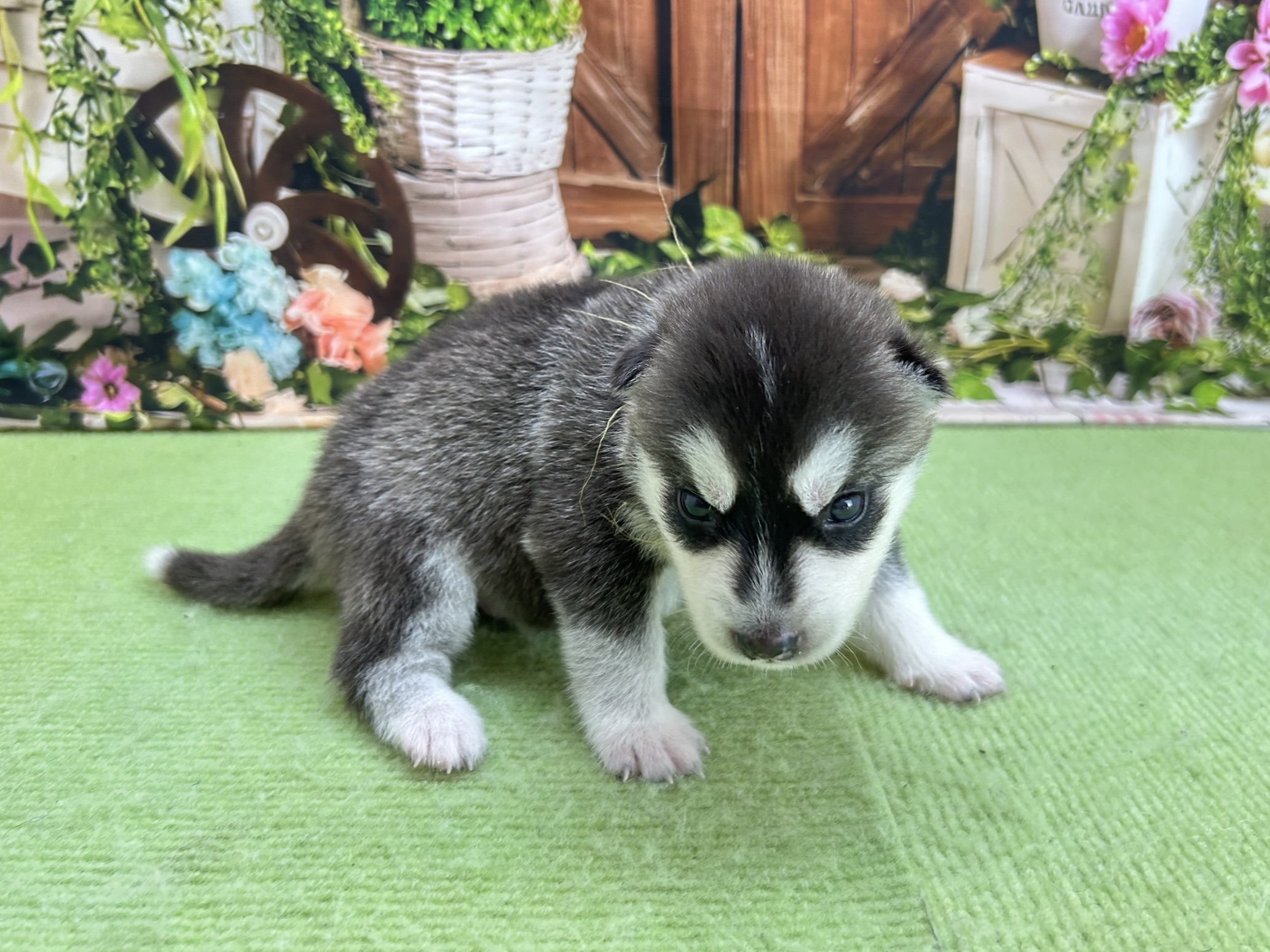 赤ちゃん写真1-2