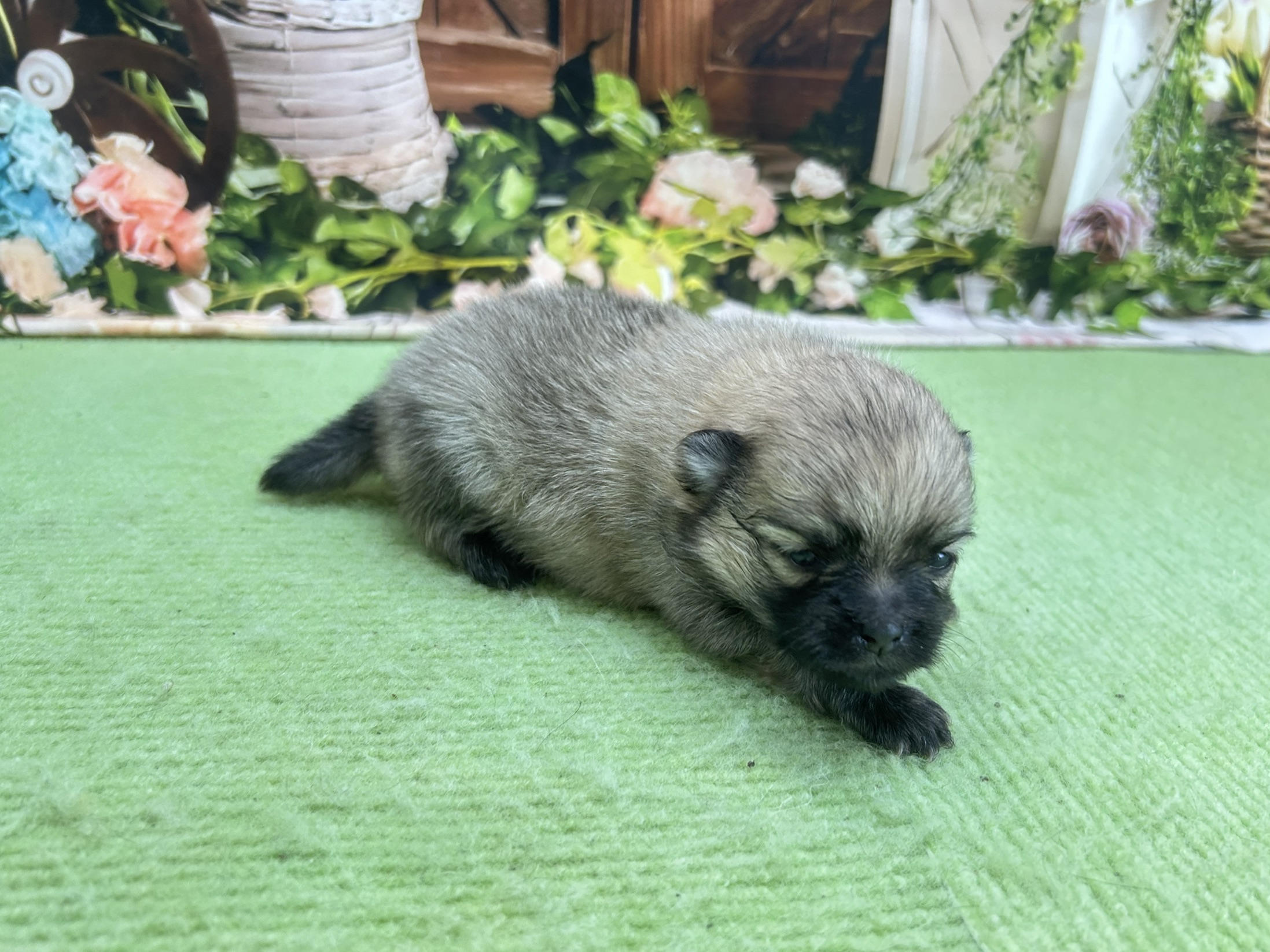 赤ちゃん写真1-2