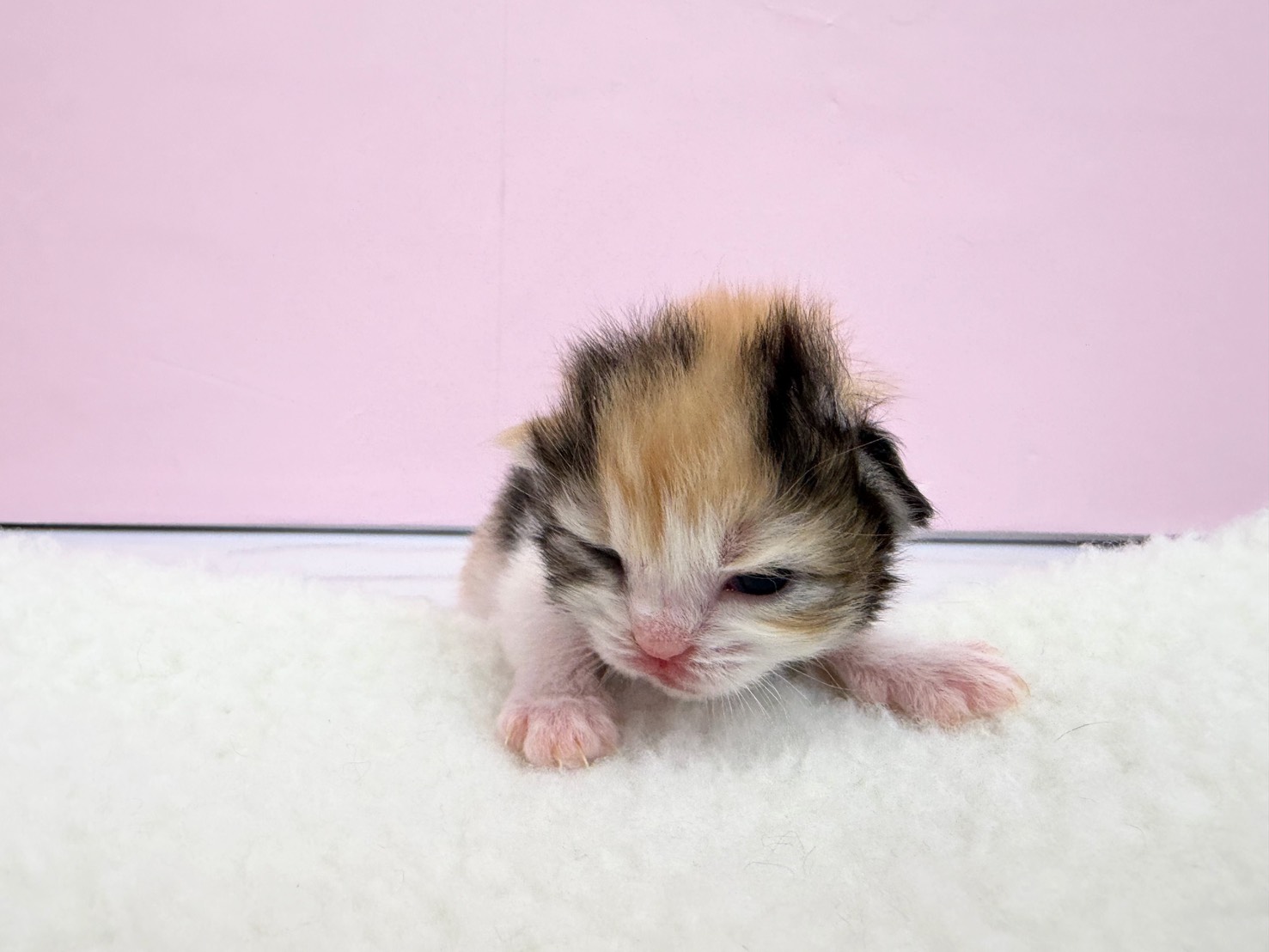 赤ちゃん写真1-1