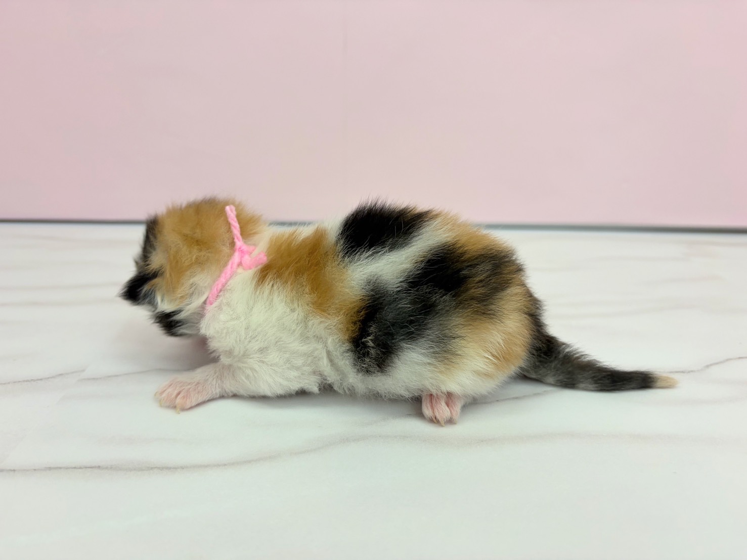 赤ちゃん写真1-2